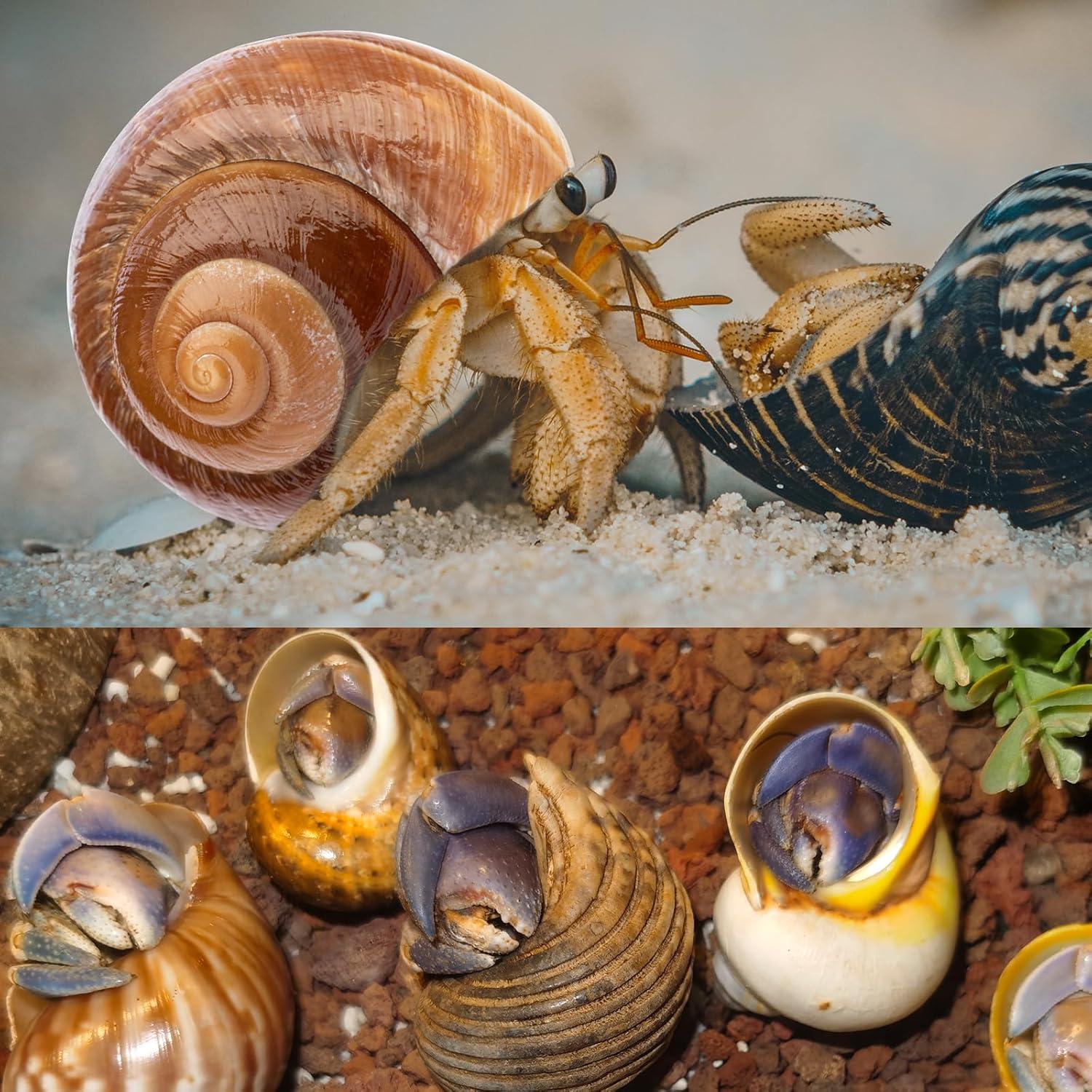 5 Piezas Conchas de Cangrejo Ermitaño Naturales 7.6-11.4cm