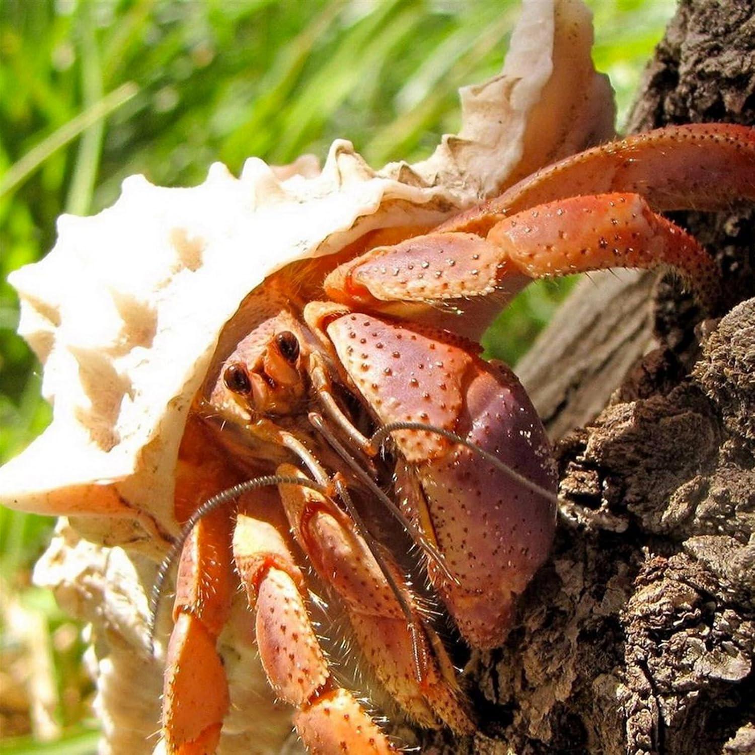 5 Piezas Conchas de Cangrejo Ermitaño Naturales 7.6-11.4cm