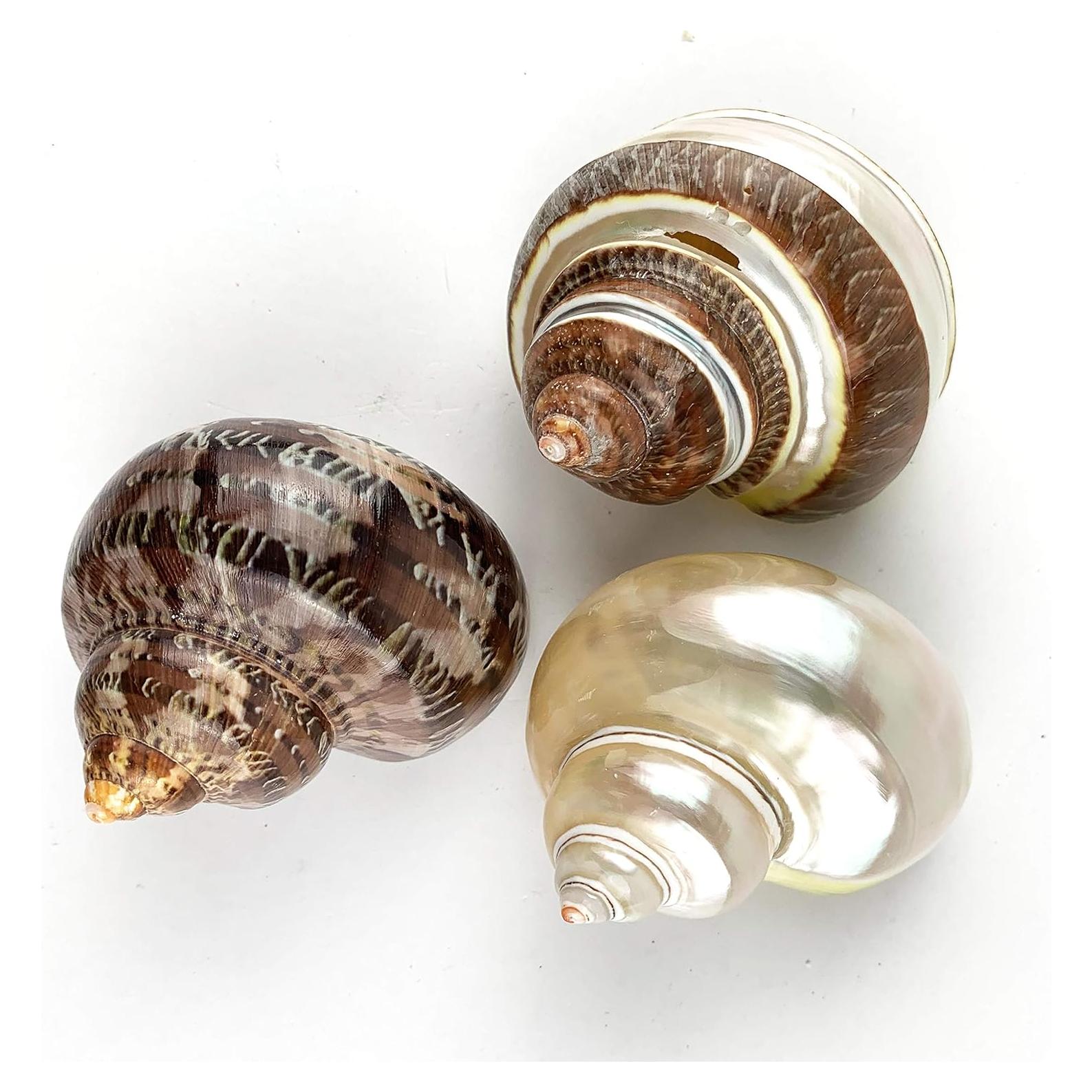 Conchas de Cangrejo Ermitaño y Turbo 3PC - Worlds