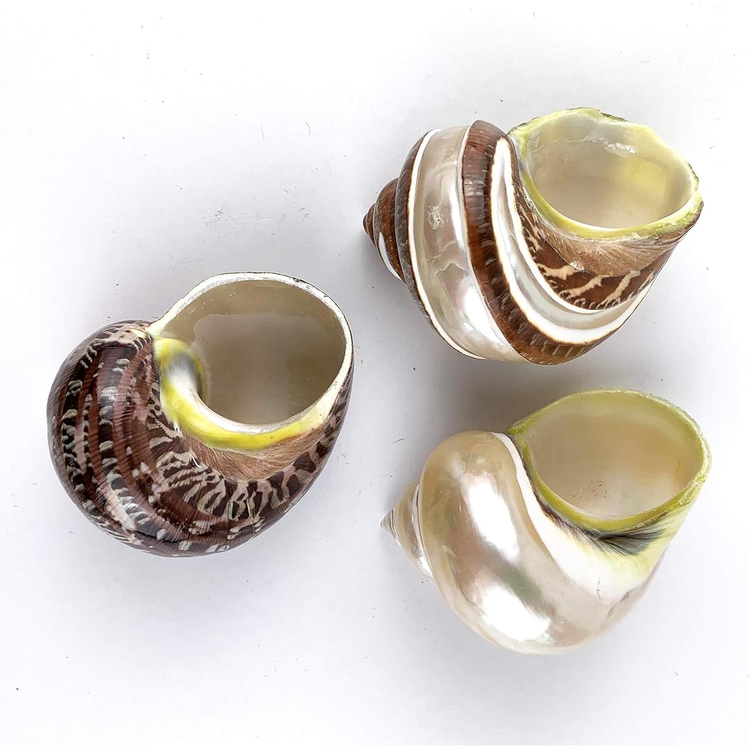 Conchas de Cangrejo Ermitaño y Turbo 3PC - Worlds