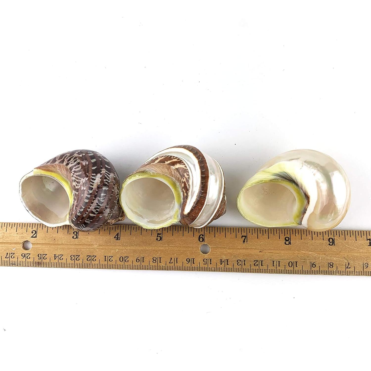 Conchas de Cangrejo Ermitaño y Turbo 3PC - Worlds