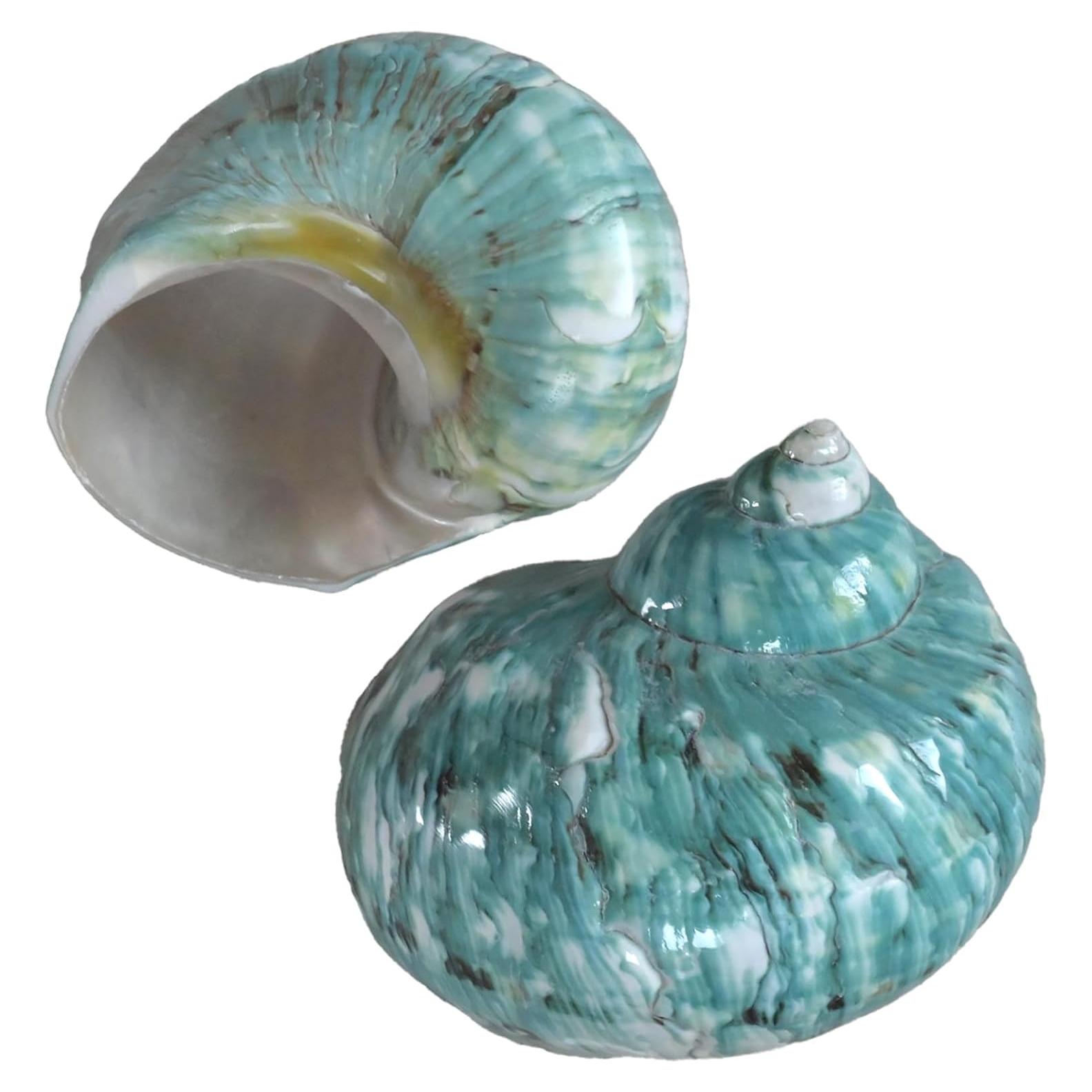 Conchas para Cangrejo Ermitaño XL 2pcs Verde Natural 4.4cm