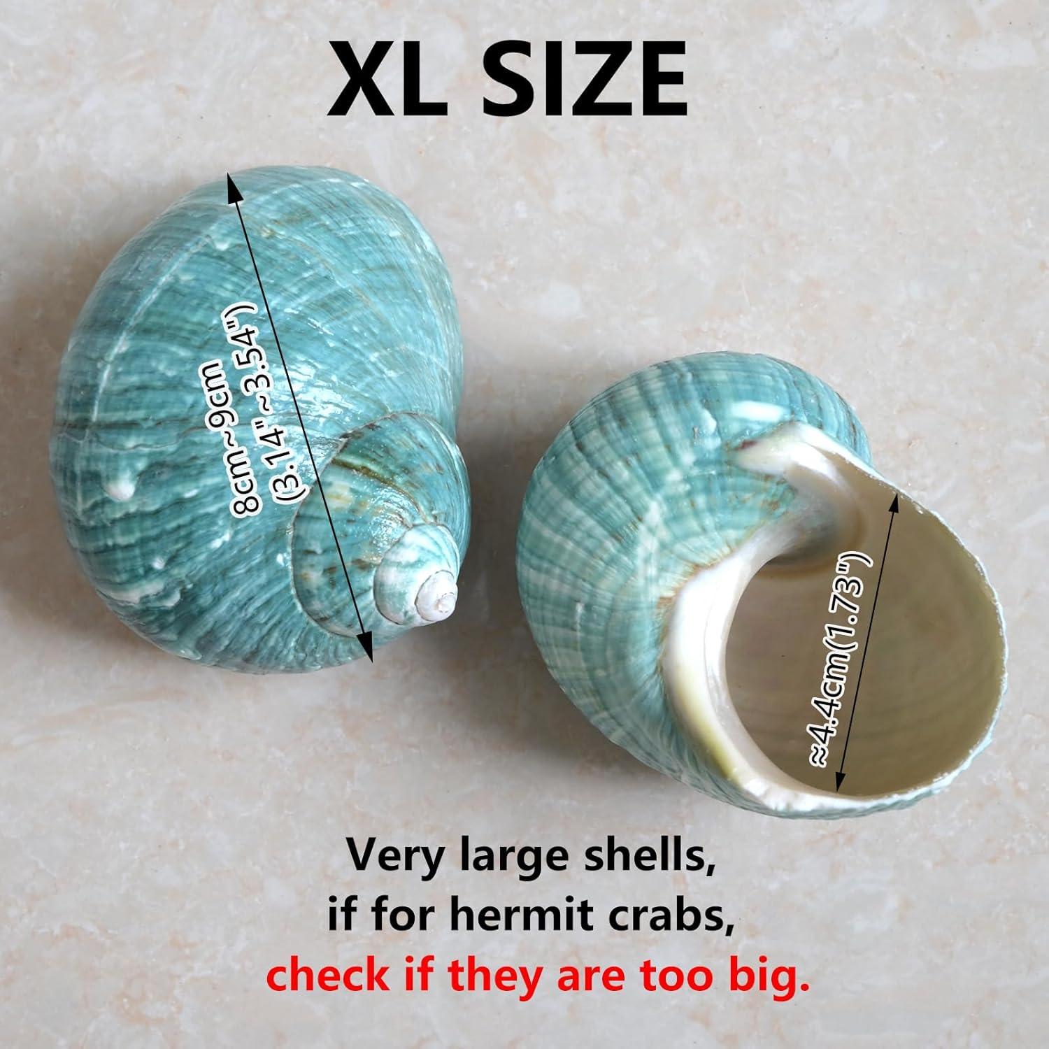 Conchas para Cangrejo Ermitaño XL 2pcs Verde Natural 4.4cm