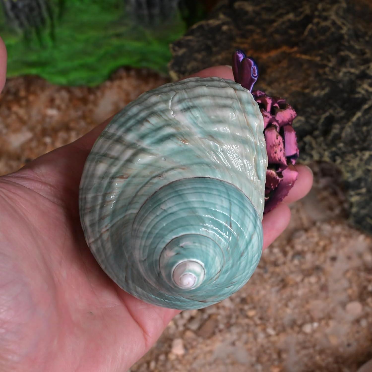 Conchas para Cangrejo Ermitaño XL 2pcs Verde Natural 4.4cm