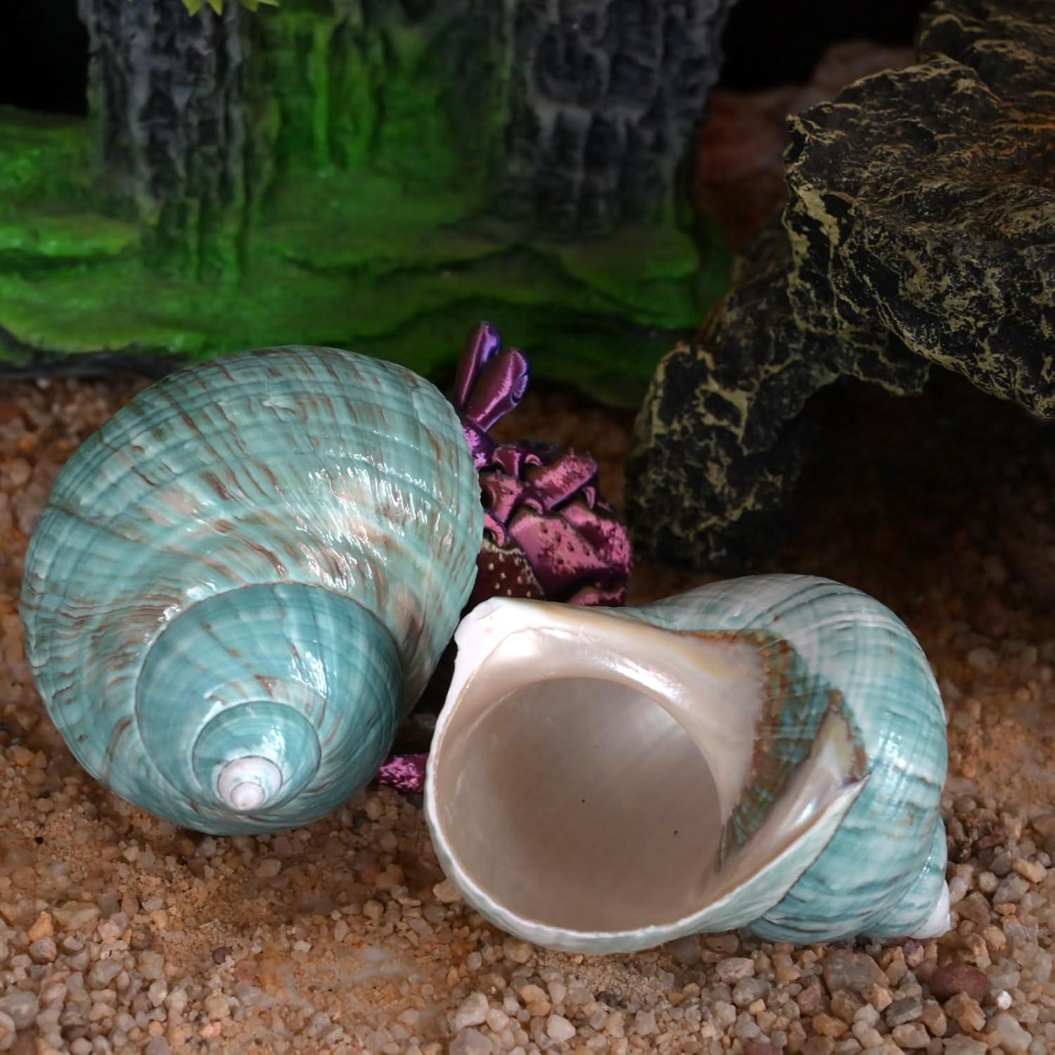 Conchas para Cangrejo Ermitaño XL 2pcs Verde Natural 4.4cm