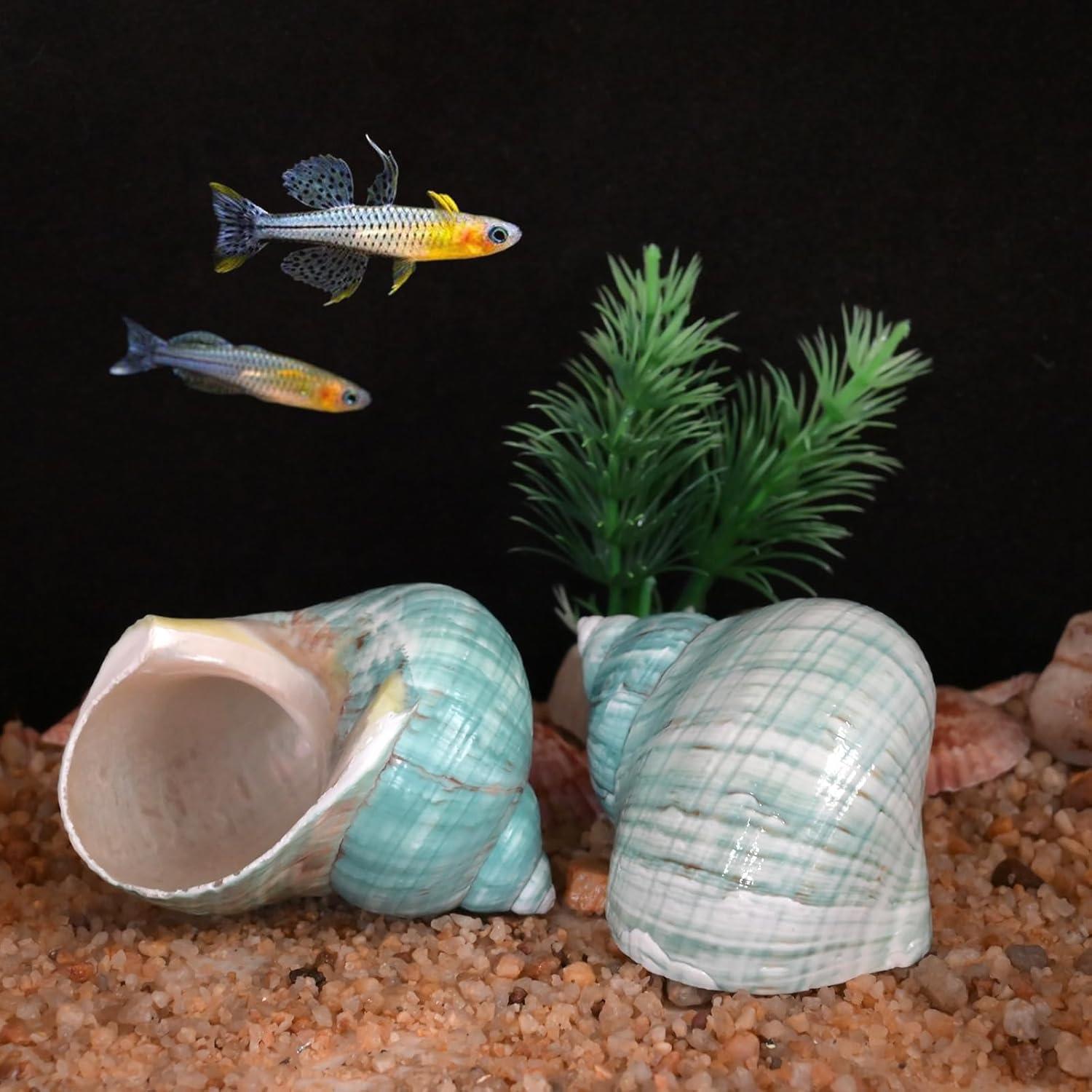 Conchas para Cangrejo Ermitaño XL 2pcs Verde Natural 4.4cm