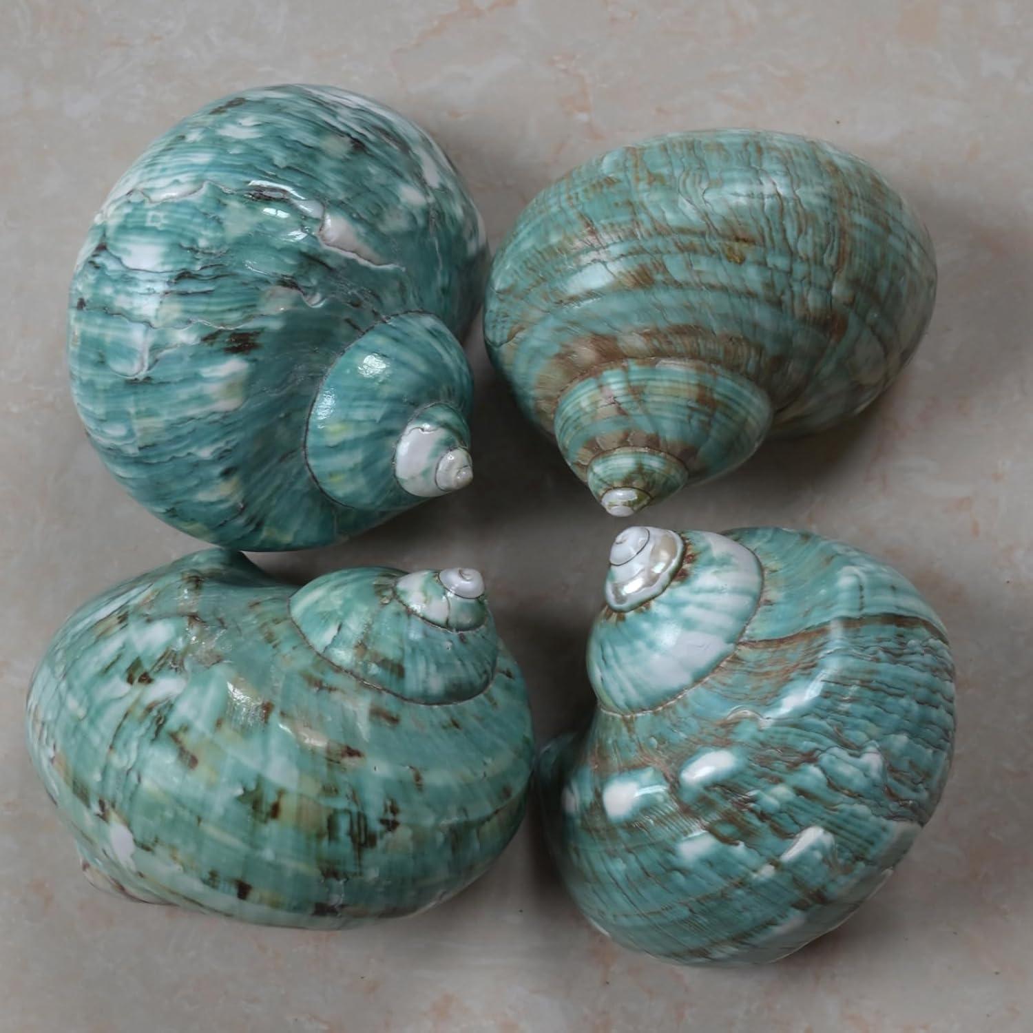 Conchas para Cangrejo Ermitaño XL 2pcs Verde Natural 4.4cm