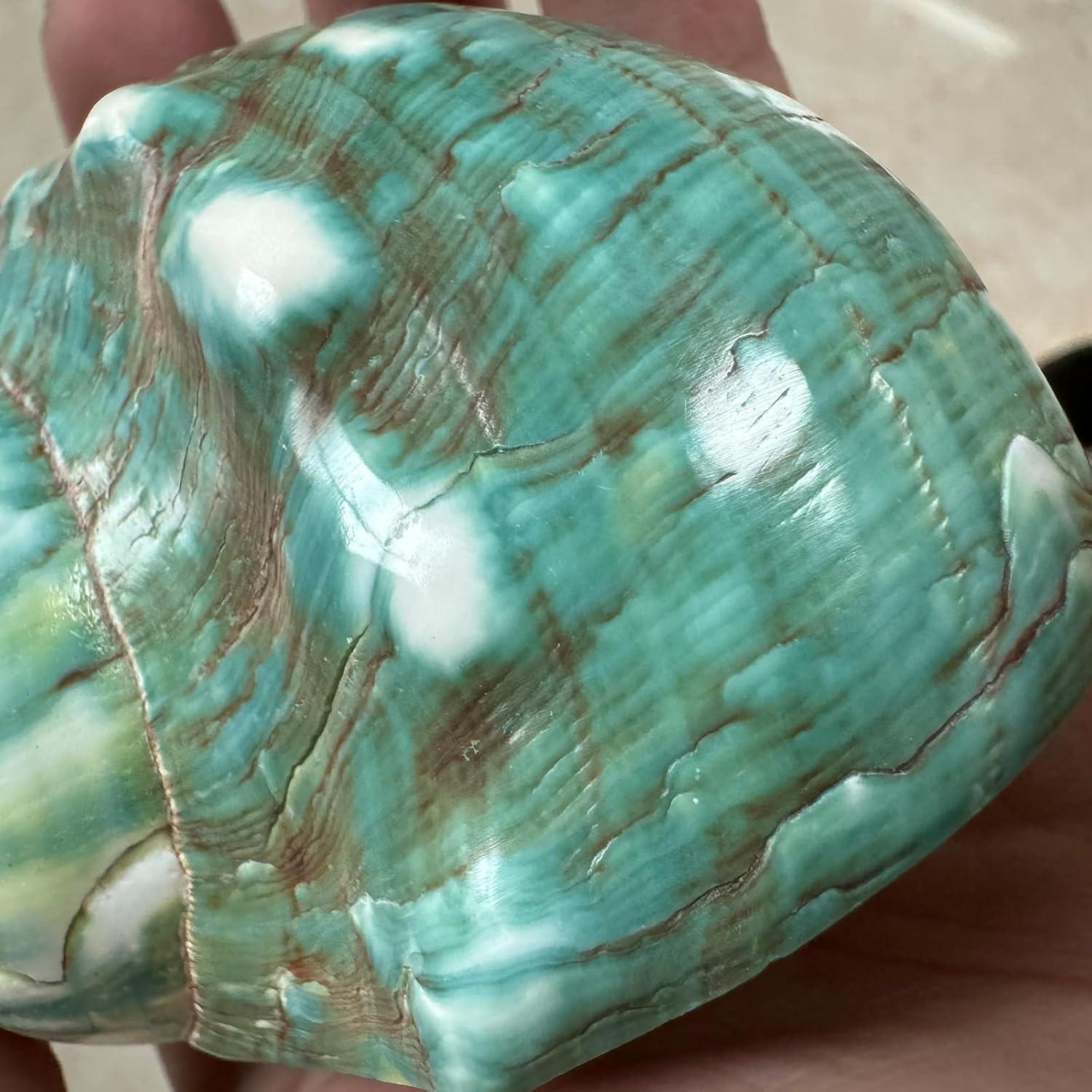 Conchas para Cangrejo Ermitaño XL 2pcs Verde Natural 4.4cm