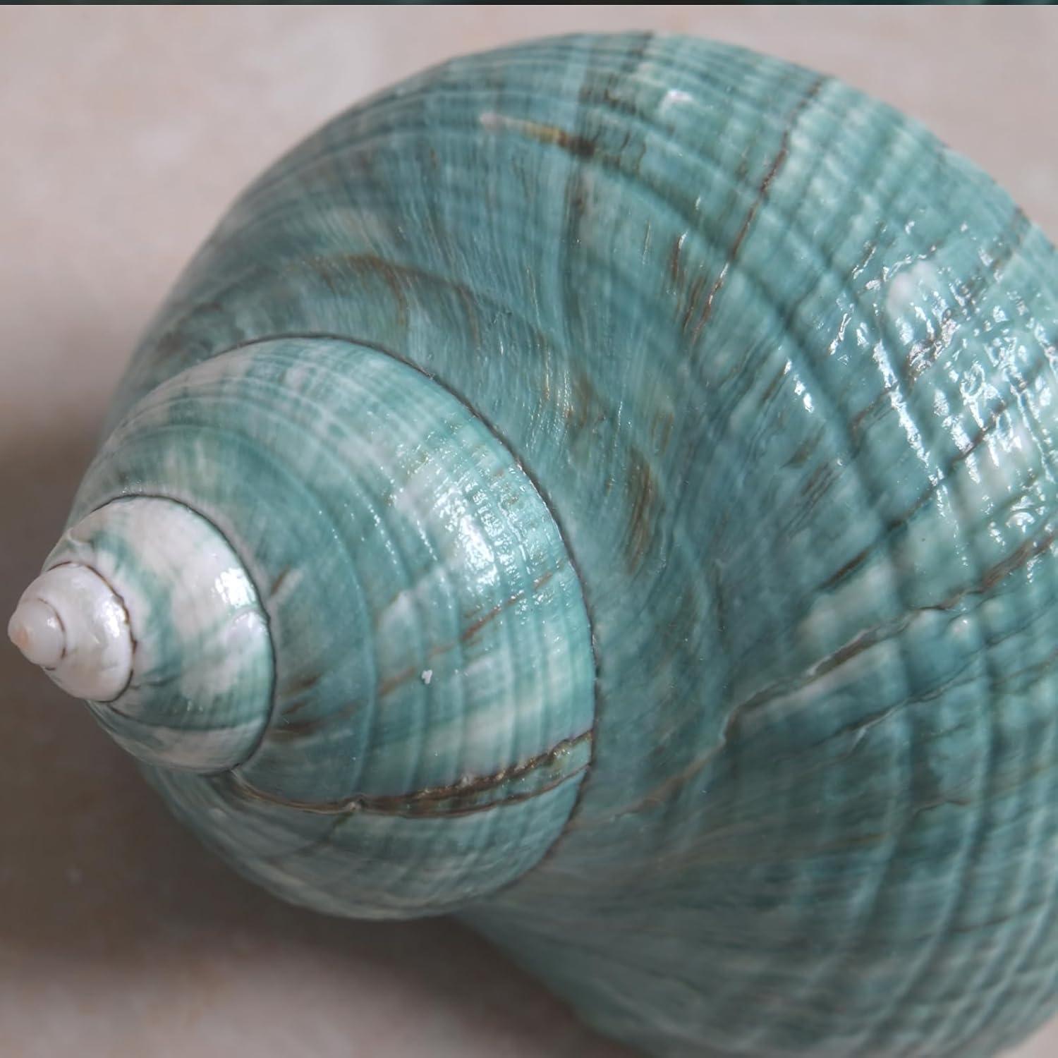 Conchas para Cangrejo Ermitaño XL 2pcs Verde Natural 4.4cm