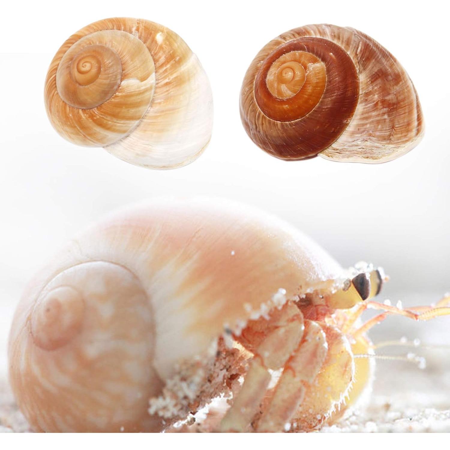 Paquete de 4 Conchas Naturales para Cangrejo Ermitaño Besimple