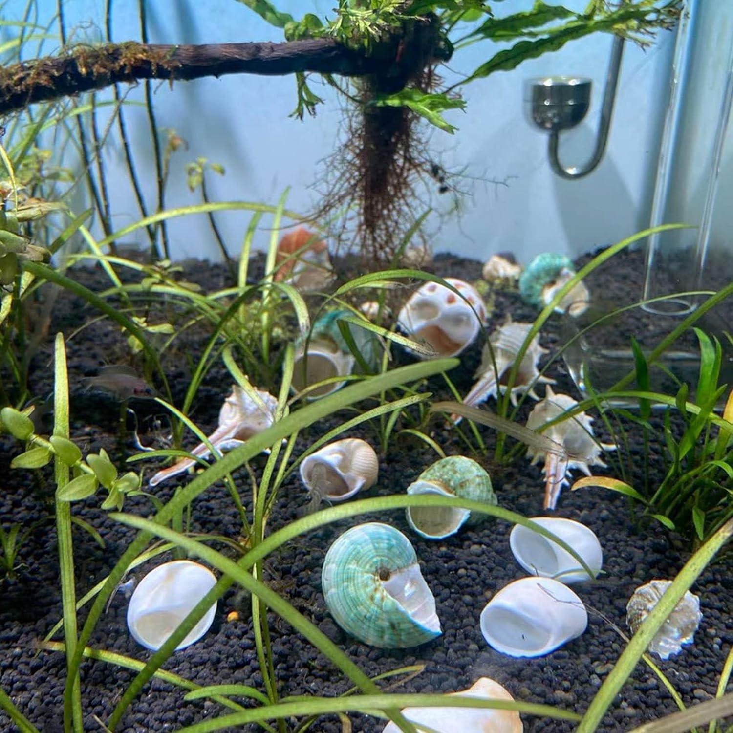 Refugios Naturales para Cangrejos Ermitaños Kathson - 10 Pcs