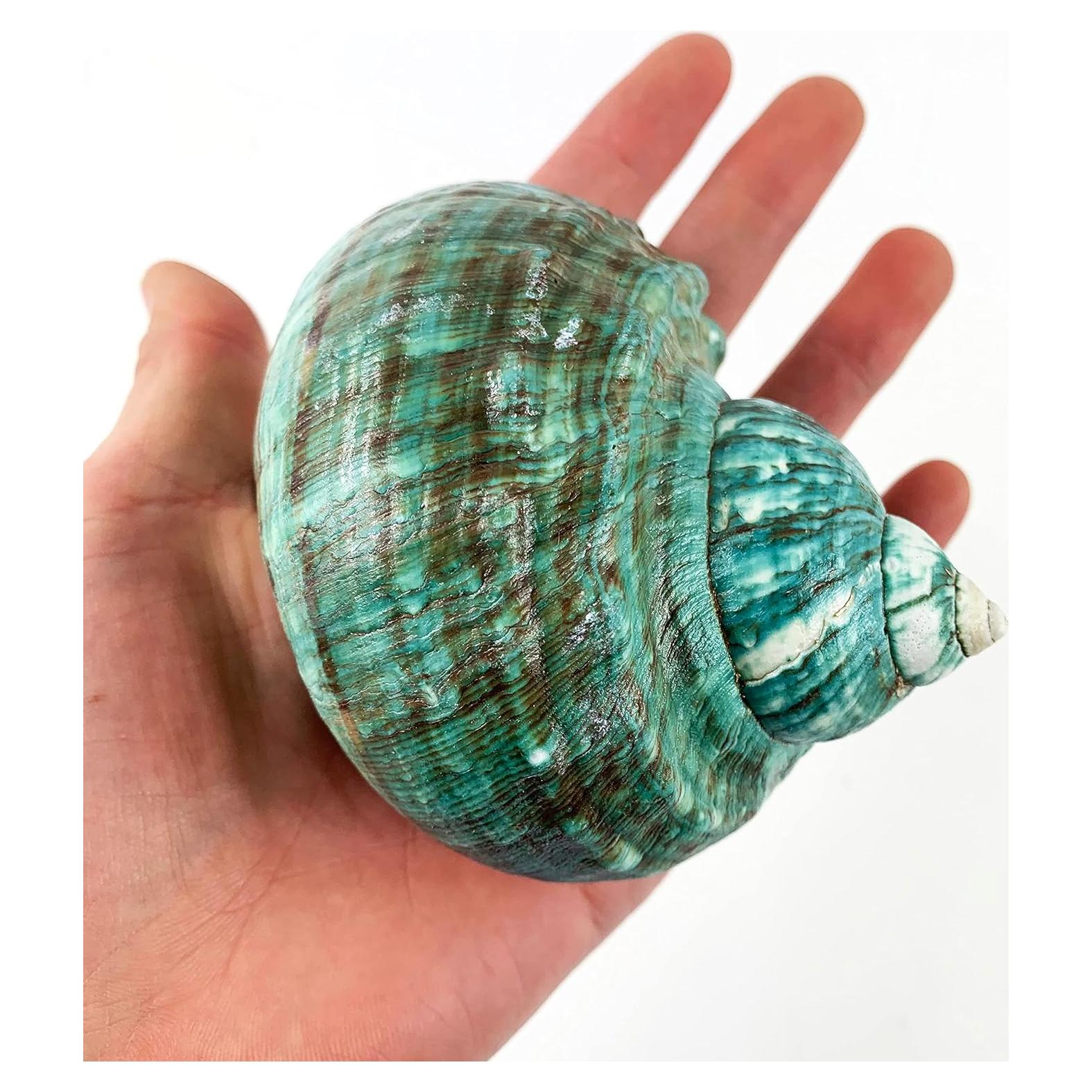 Concha Turbo Jade Natural Grande Heyiwell 10-11 cm