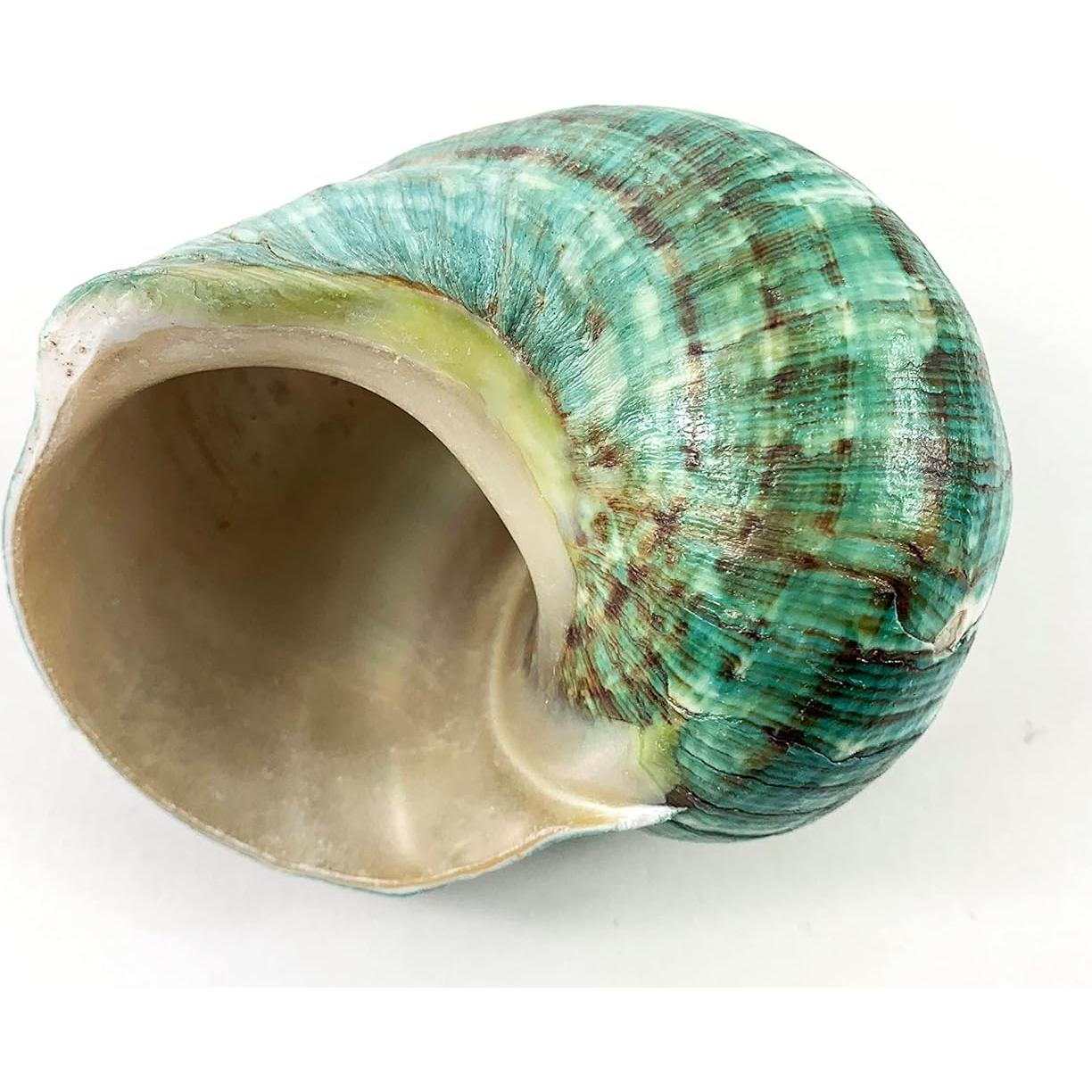 Concha Turbo Jade Natural Grande Heyiwell 10-11 cm