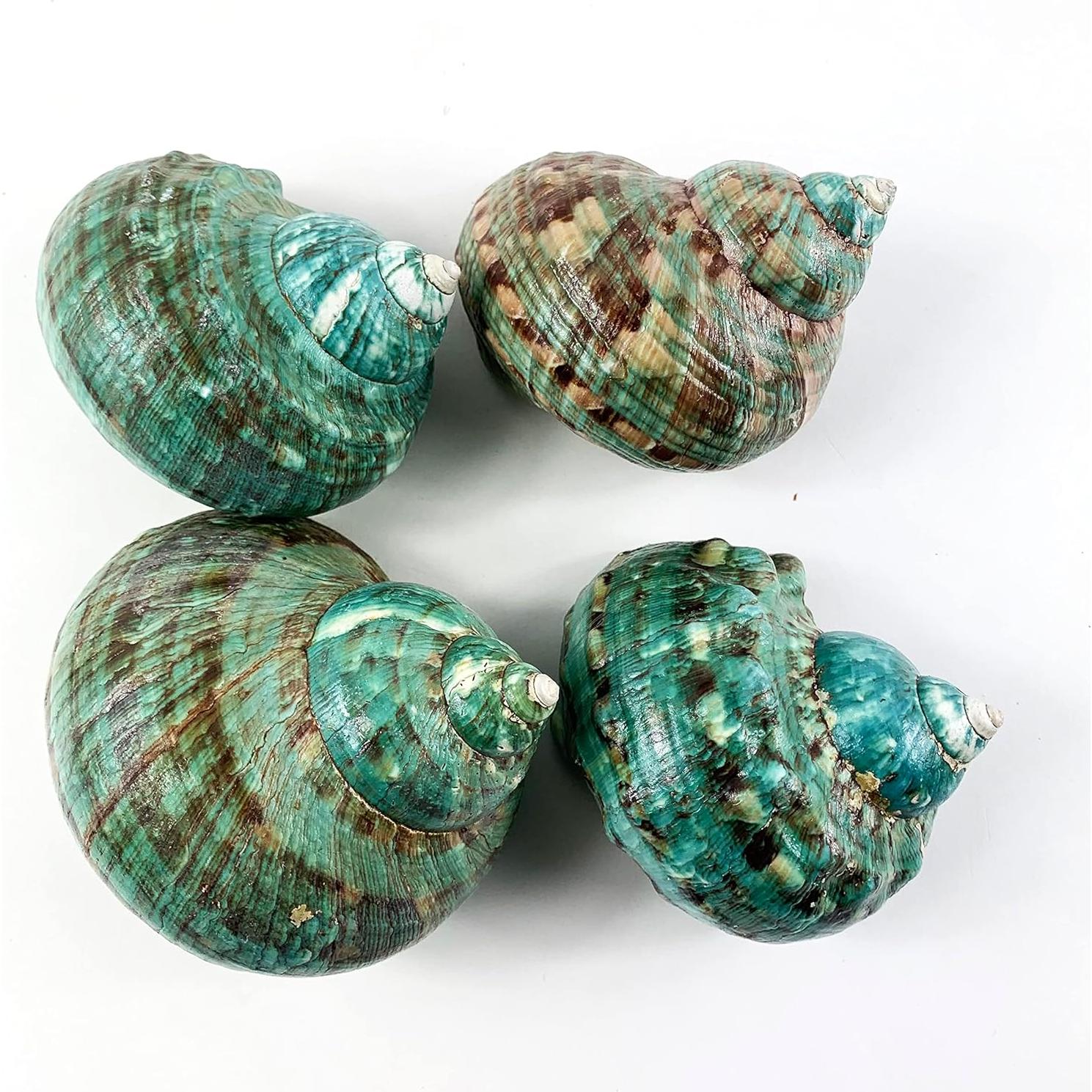 Concha Turbo Jade Natural Grande Heyiwell 10-11 cm