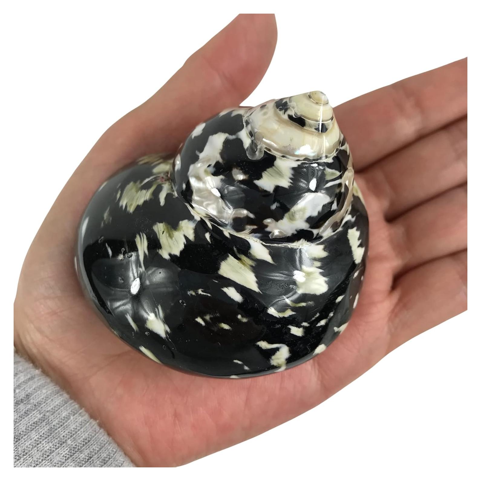 Concha Turbo Magpie Negra Pulida MMvloesy 6.35-7.62 cm