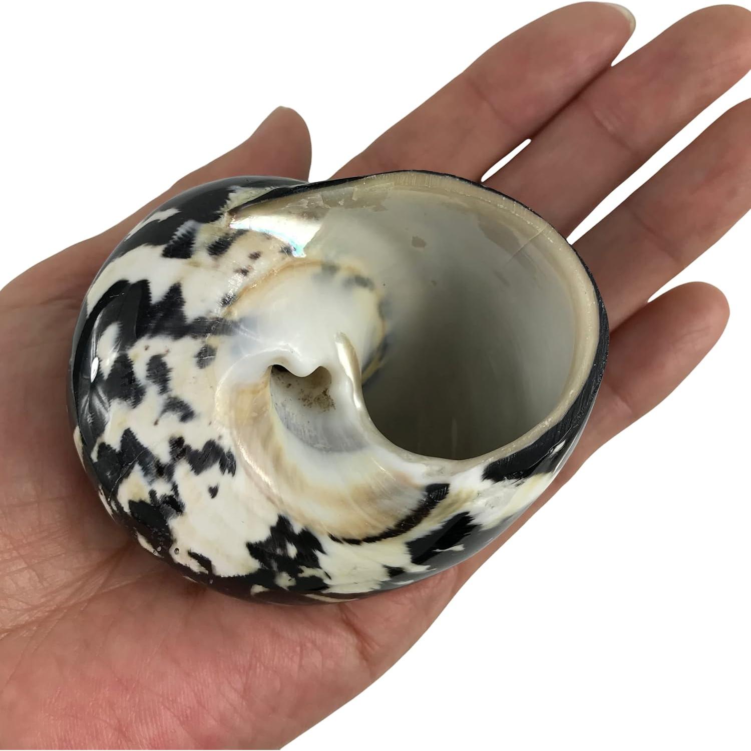 Concha Turbo Magpie Negra Pulida MMvloesy 6.35-7.62 cm