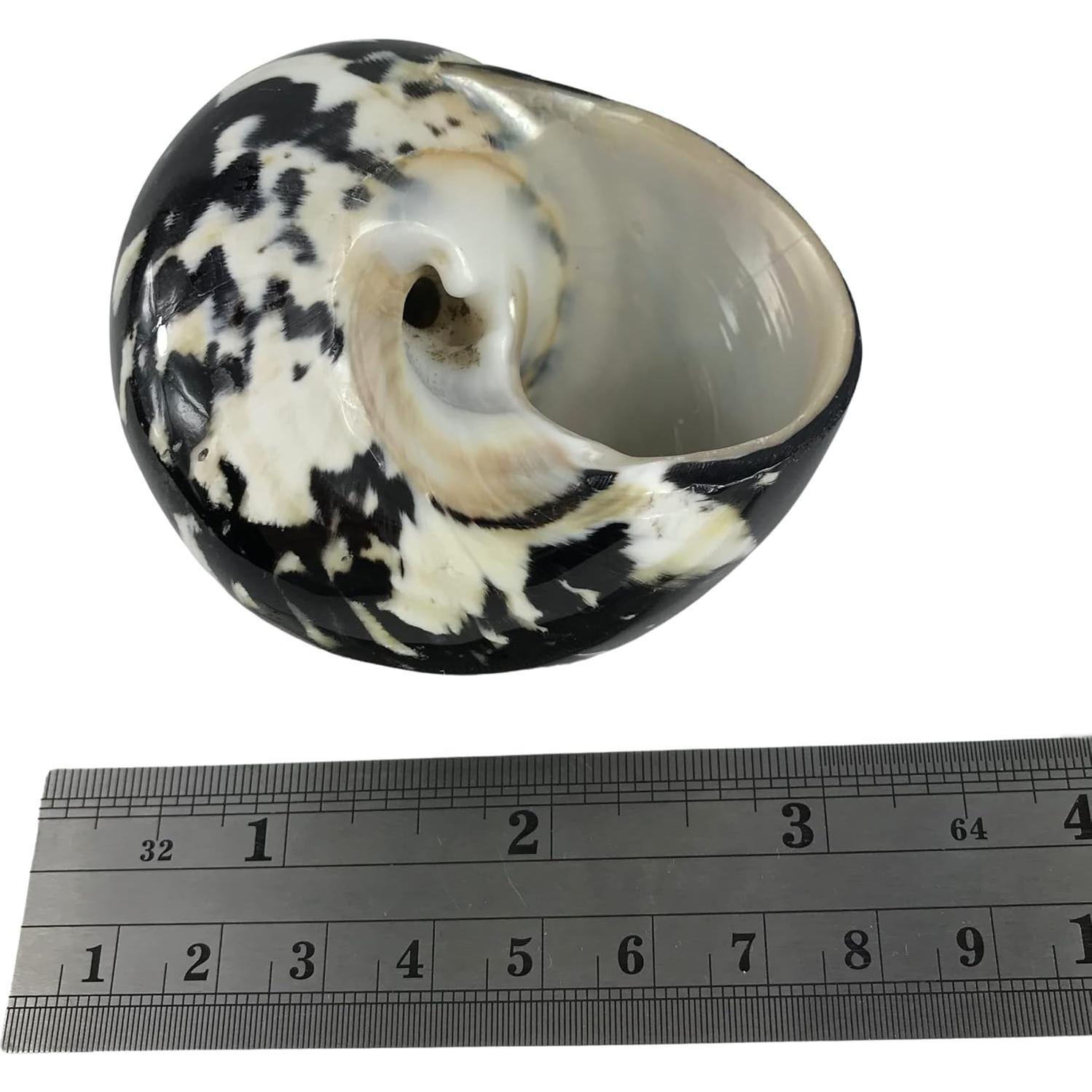 Concha Turbo Magpie Negra Pulida MMvloesy 6.35-7.62 cm