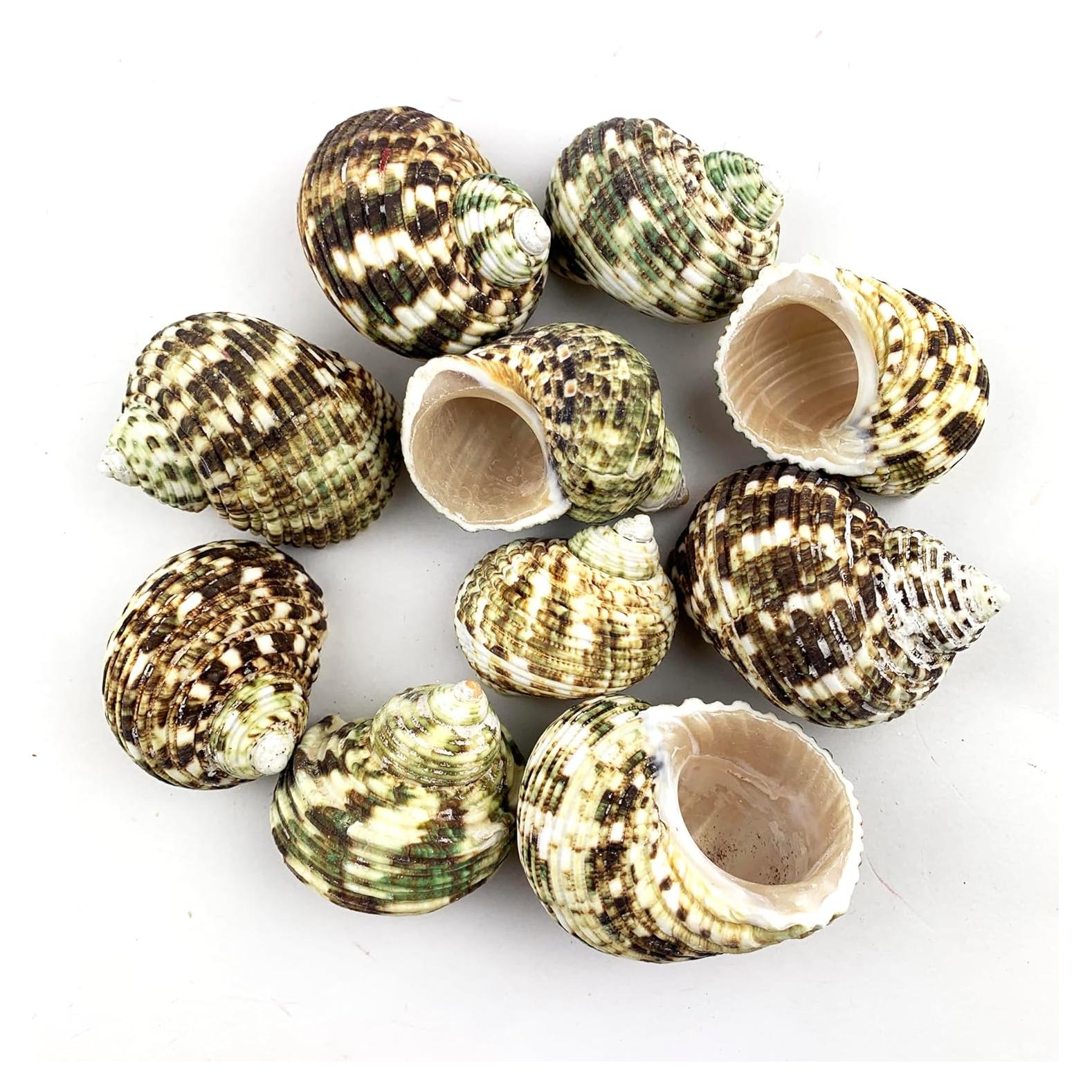 Conchas Naturales Verdes para Cangrejos Ermitaños Heyiwell 10PC 4.4-6.4cm