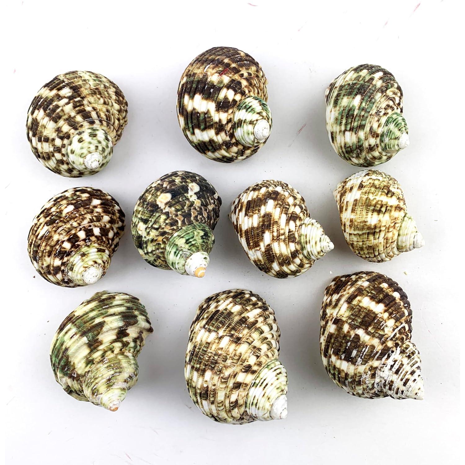 Conchas Naturales Verdes para Cangrejos Ermitaños Heyiwell 10PC 4.4-6.4cm