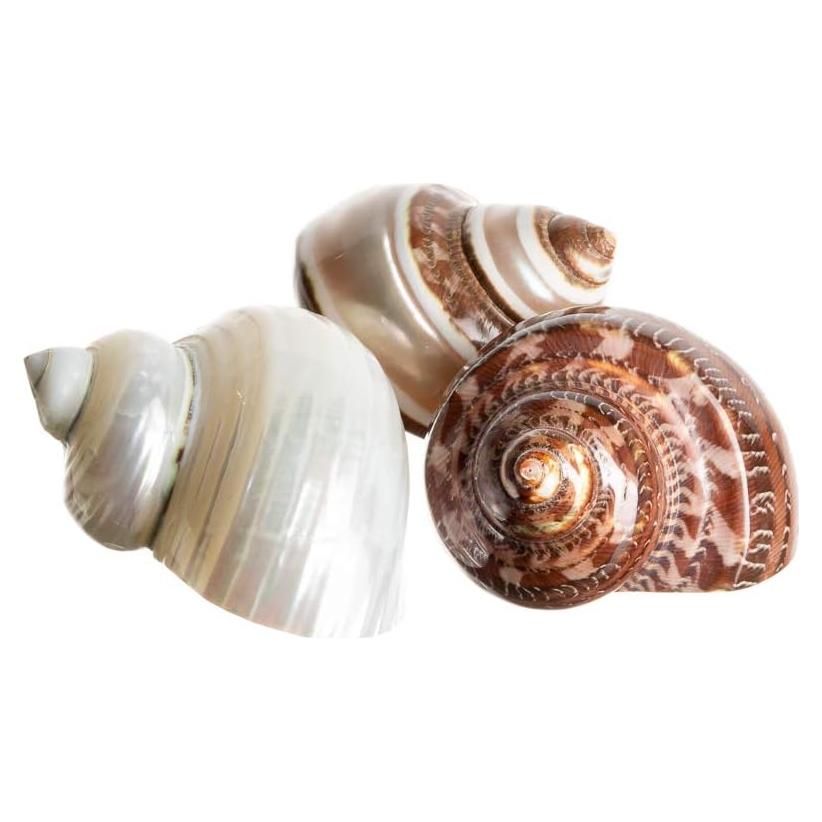 Conchas Turbo para Cangrejo Ermitaño Nautical Crush 3 Piezas