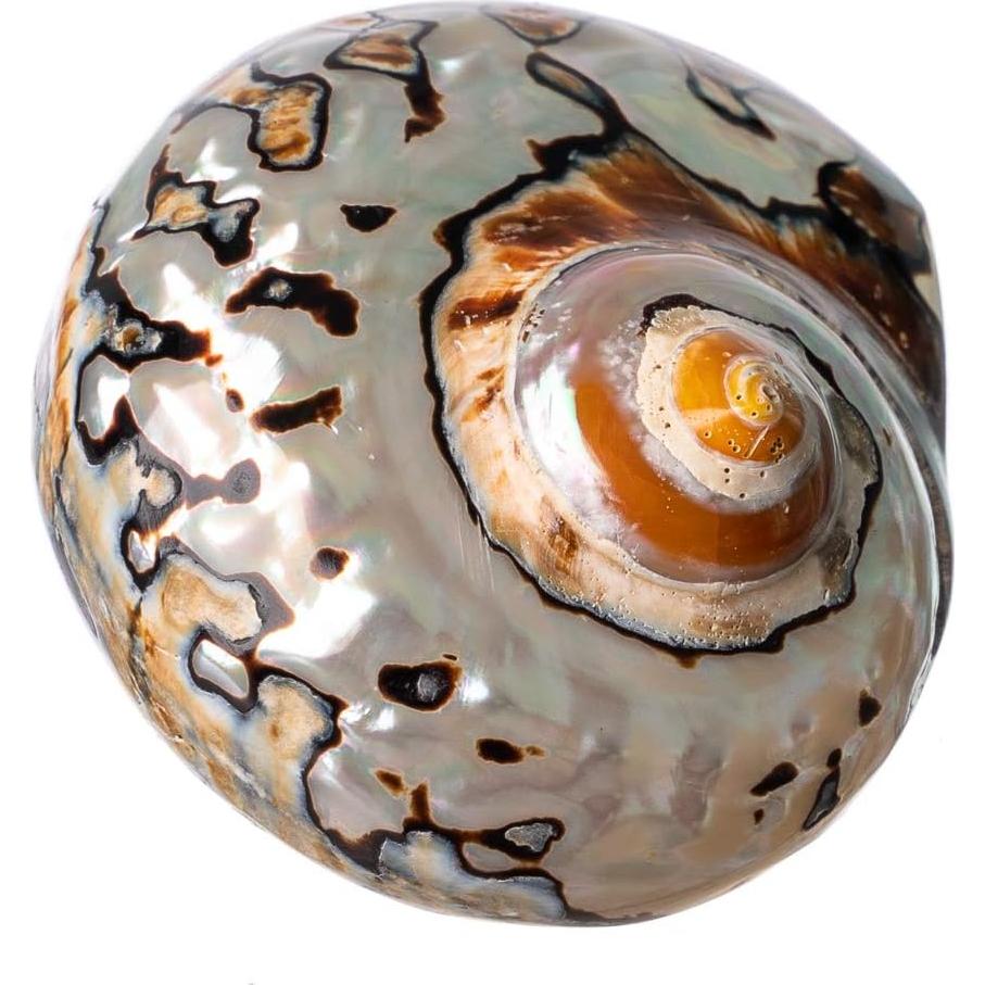 Conchas de Cangrejo Ermitaño Nautical Crush Sarmaticus 5-6 cm