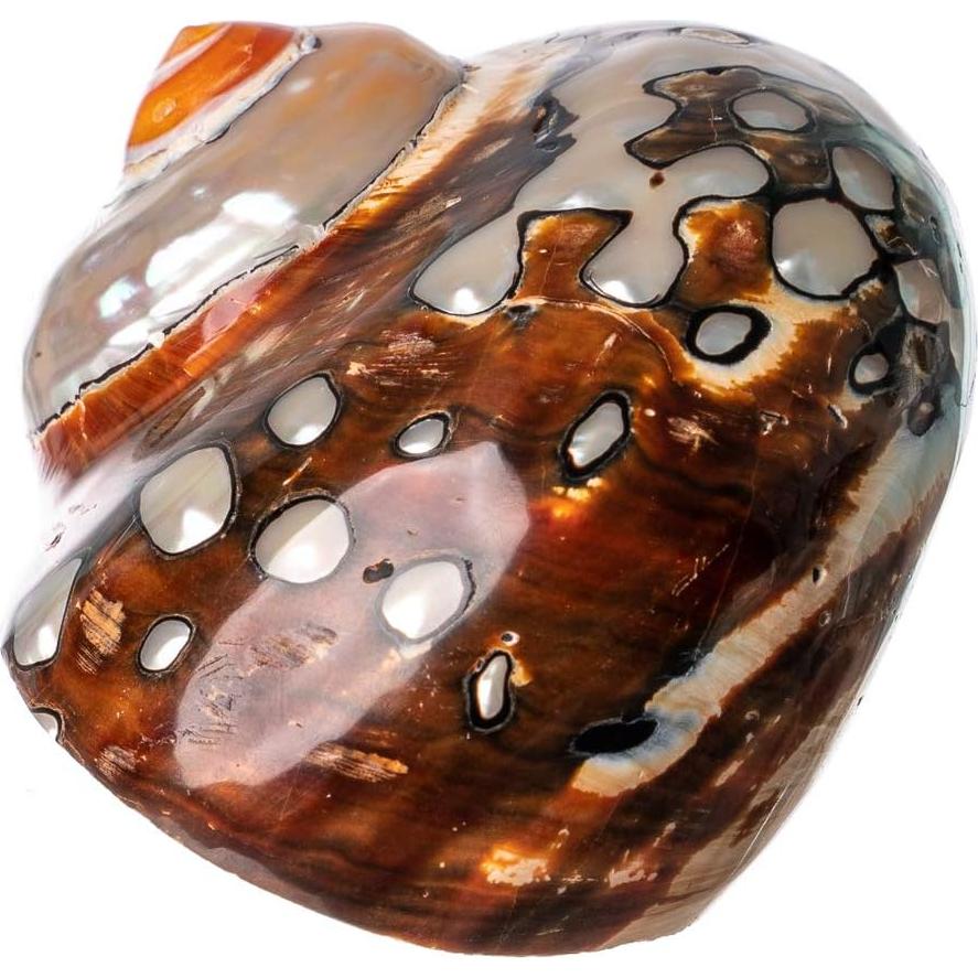 Conchas de Cangrejo Ermitaño Nautical Crush Sarmaticus 5-6 cm