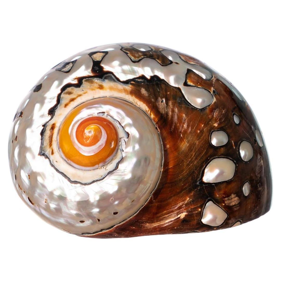 Concha Turbo Sarmaticus Africano 10 cm para Cangrejo Ermitaño