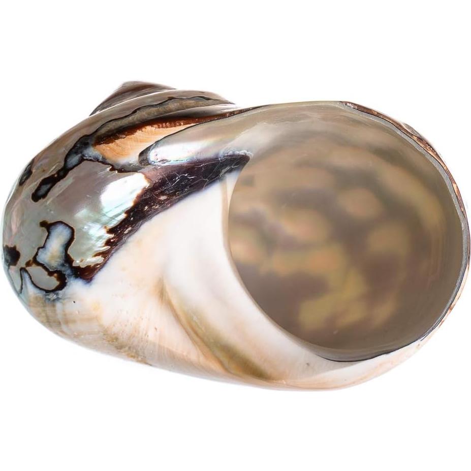 Concha Turbo Sarmaticus Africano 10 cm para Cangrejo Ermitaño