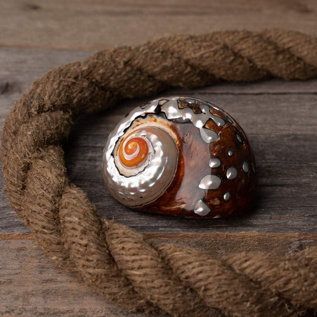 Concha Turbo Sarmaticus Africano 10 cm para Cangrejo Ermitaño