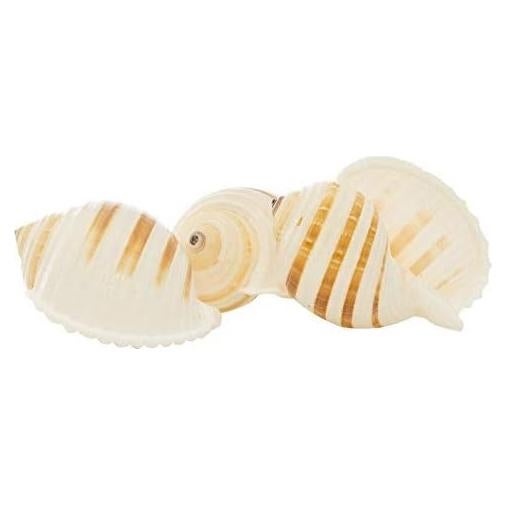 Conchas Tonna para Cangrejos Ermitaños Nautical Crush 3-3.5"