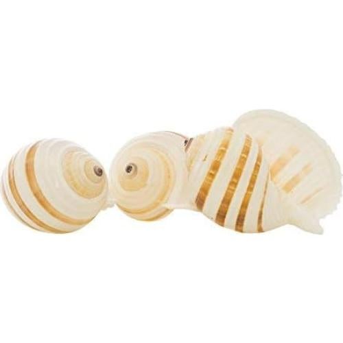 Conchas Tonna para Cangrejos Ermitaños Nautical Crush 3-3.5"