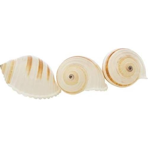 Conchas Tonna para Cangrejos Ermitaños Nautical Crush 3-3.5"