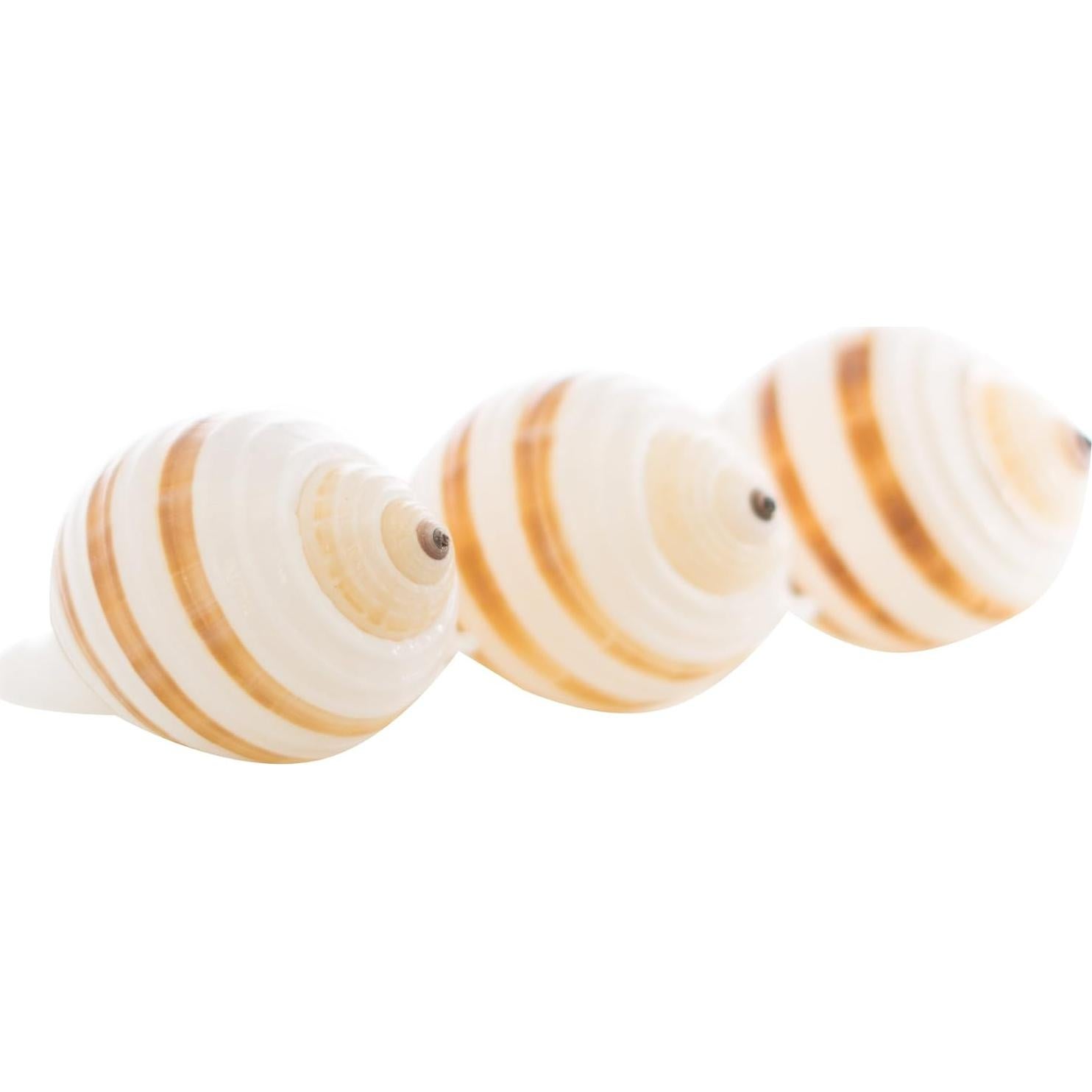 Conchas Tonna para Cangrejos Ermitaños Nautical Crush 3-3.5"