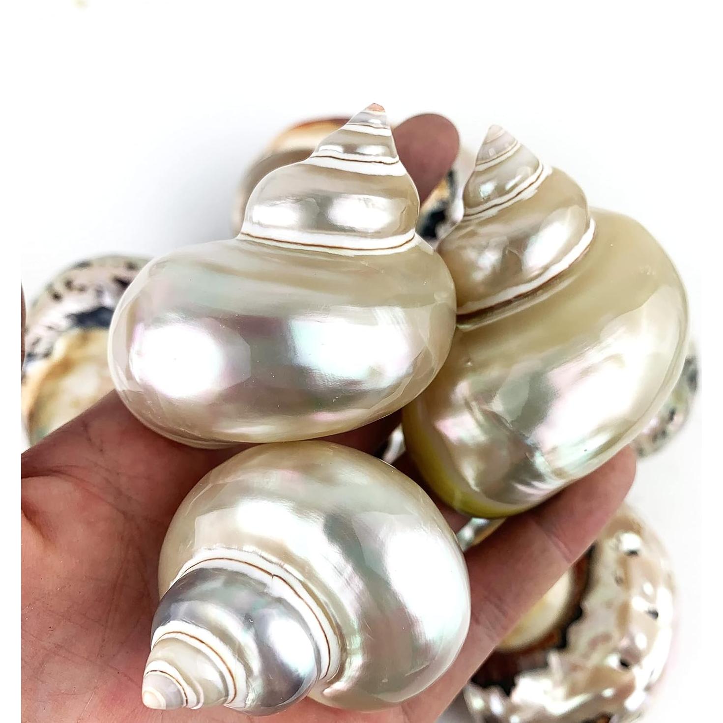 Conchas de Cangrejo Ermitaño Grandes 3PC Turbo Petholatus