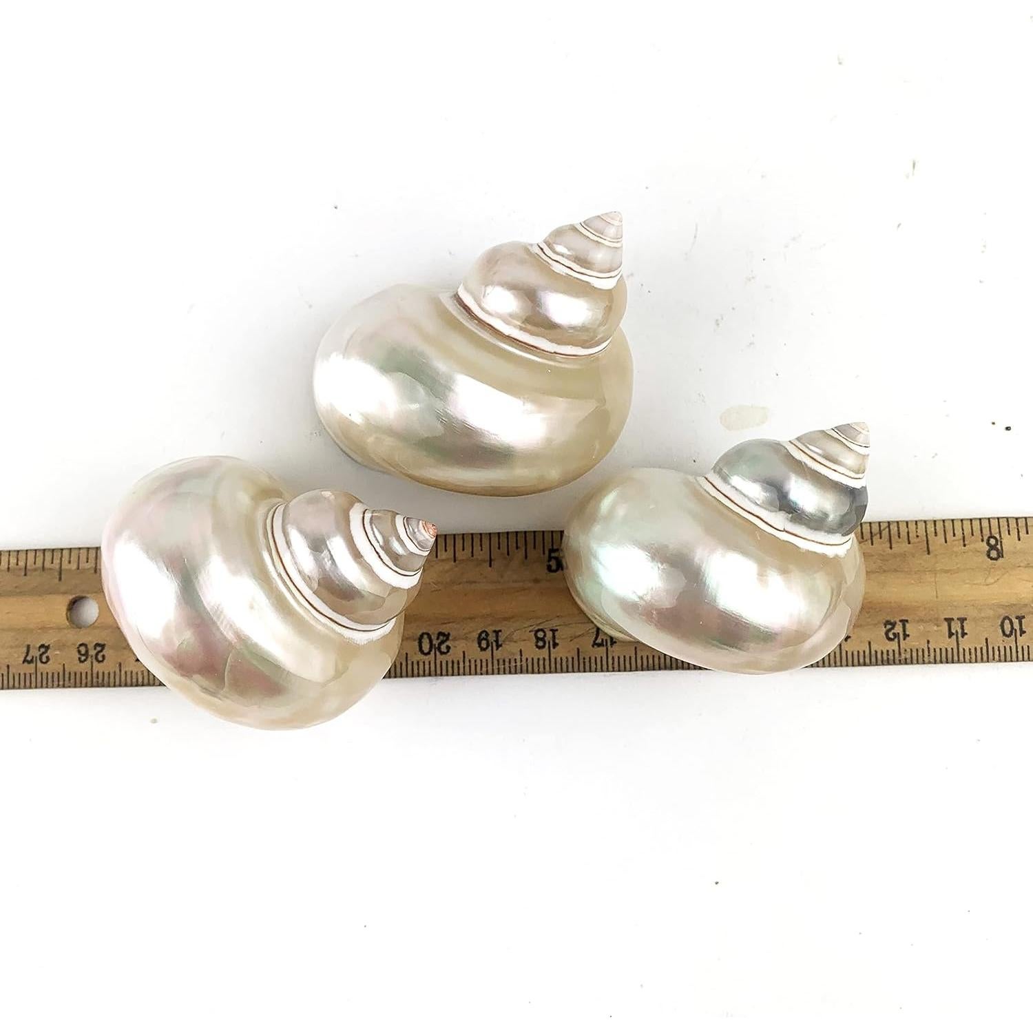 Conchas de Cangrejo Ermitaño Grandes 3PC Turbo Petholatus