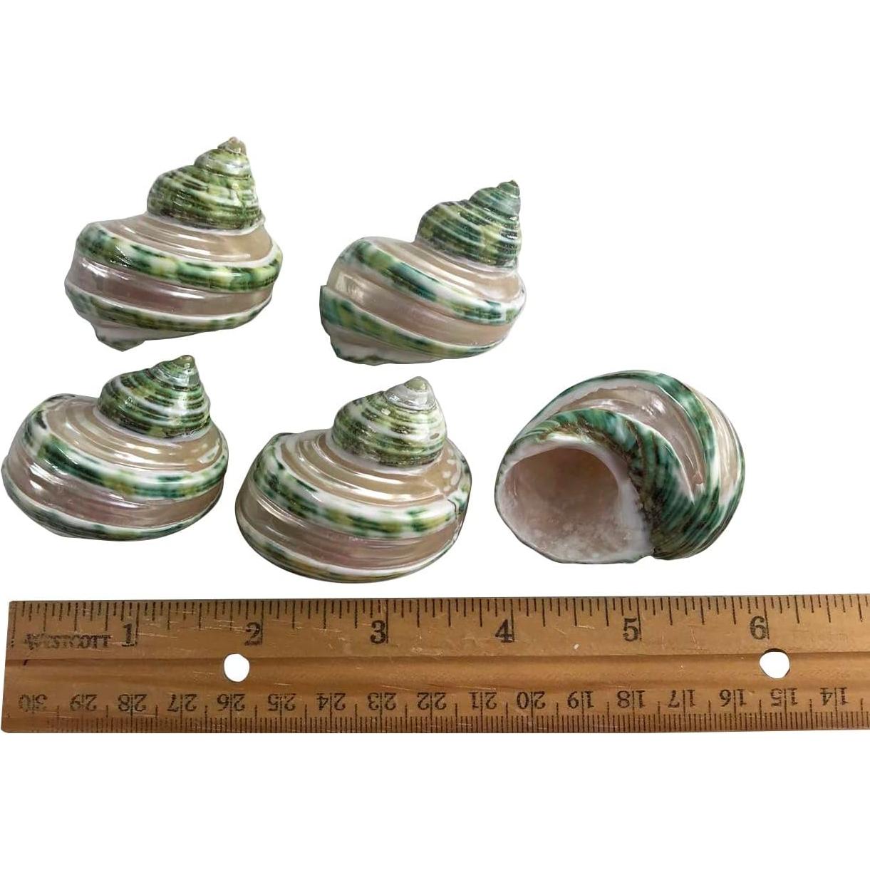 Conchas Turbo Verdes Banded MMvolesy 5Pcs 4.5-5.1cm
