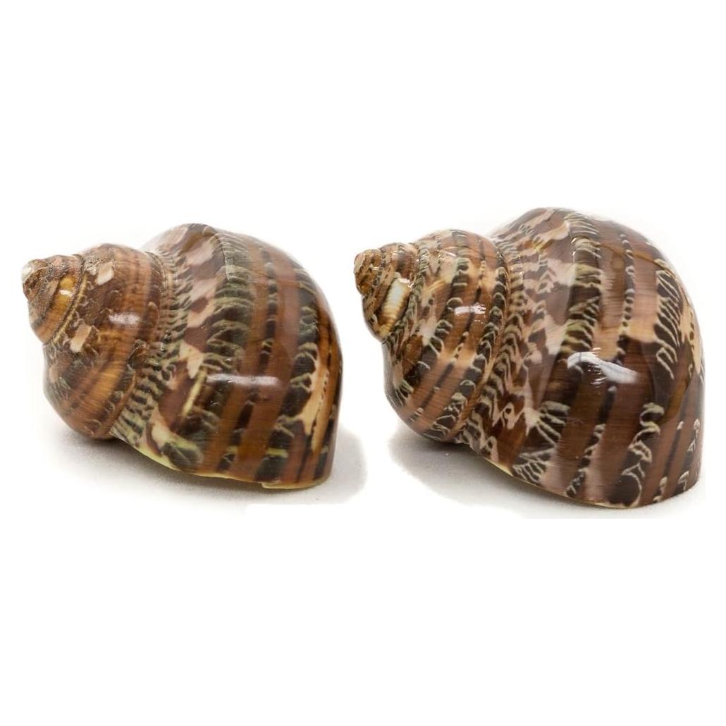 Conchas Turbo Marrones Nautical Crush Trading 4.4-5.1cm
