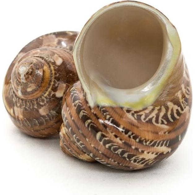 Conchas Turbo Marrones Nautical Crush Trading 4.4-5.1cm