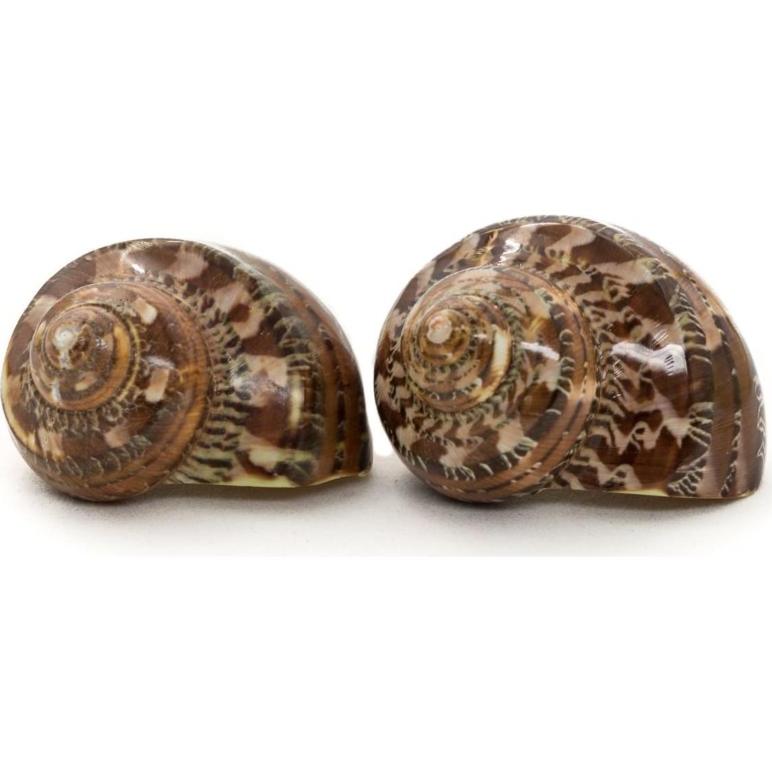 Conchas Turbo Marrones Nautical Crush Trading 4.4-5.1cm