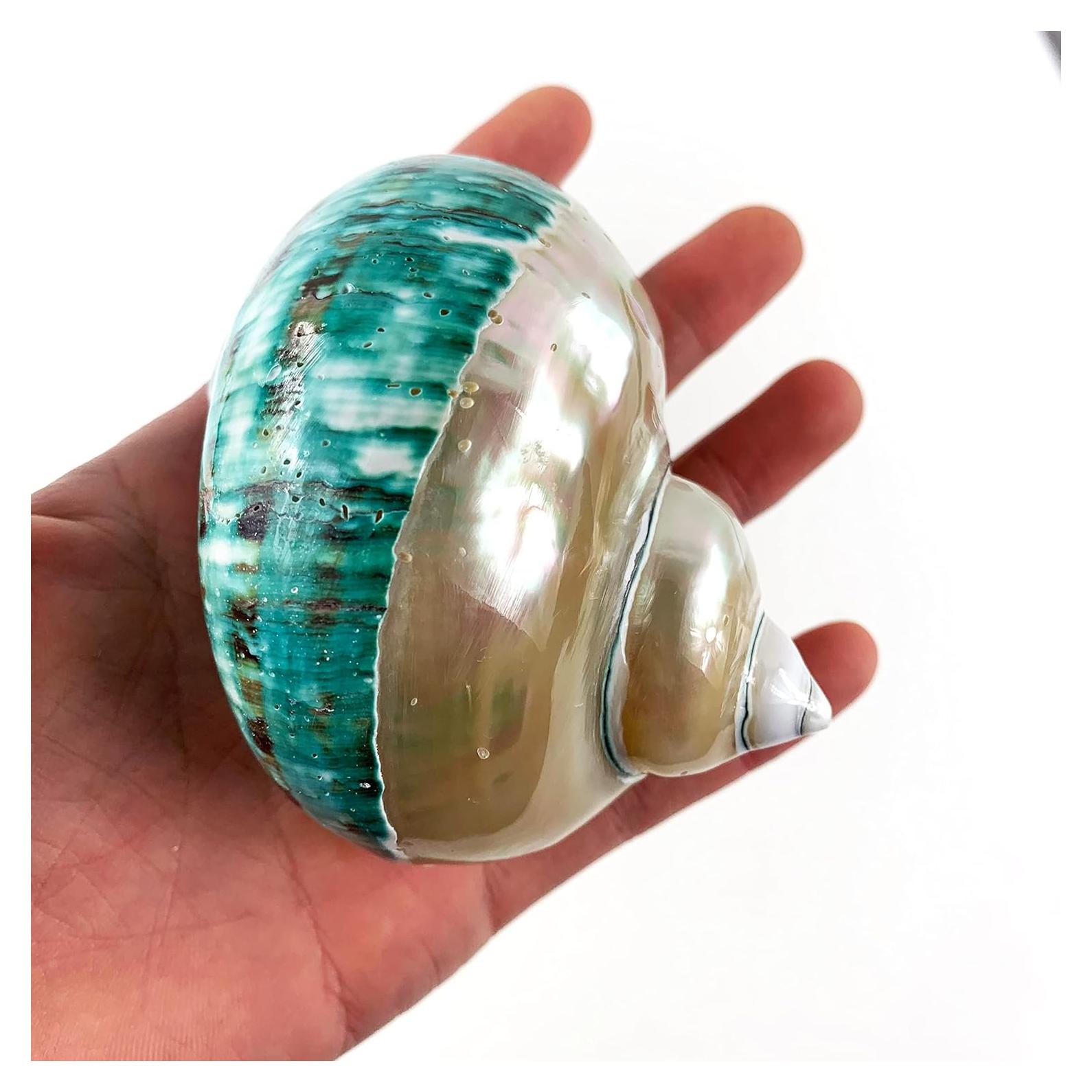 Concha Turbo Grande Pulida Heyiwell 9-11 cm y Conchas de Cangrejo