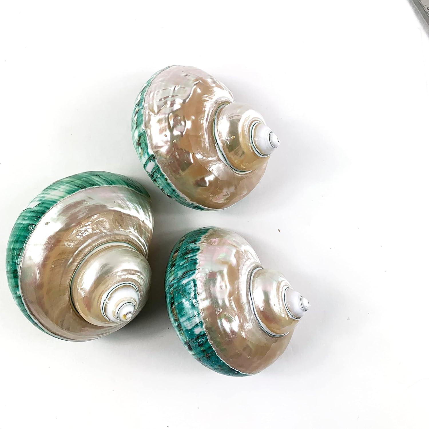 Concha Turbo Grande Pulida Heyiwell 9-11 cm y Conchas de Cangrejo