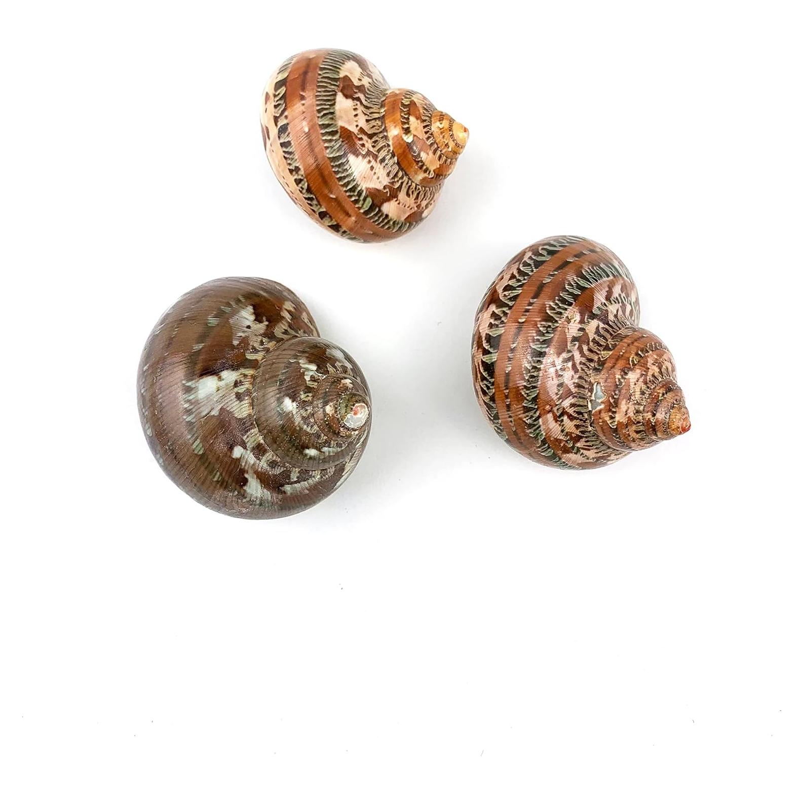 Conchas Turbo Piel de Serpiente 3pc 5.08 cm Worlds