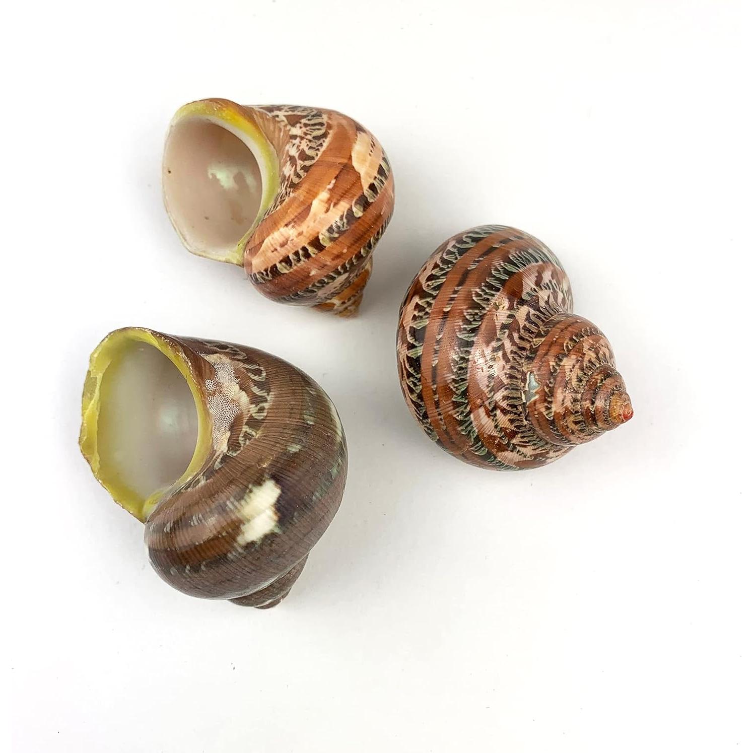 Conchas Turbo Piel de Serpiente 3pc 5.08 cm Worlds