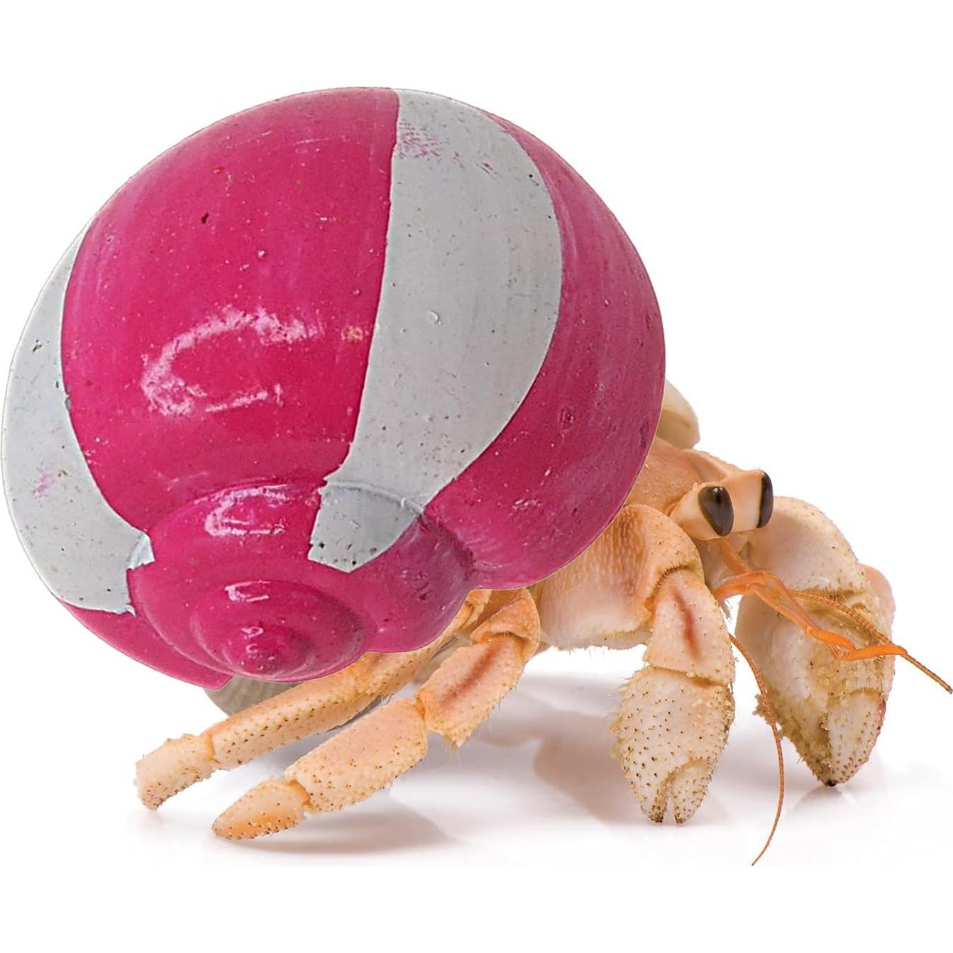 Conchas de Cangrejo Ermitaño Pintadas a Mano Needzo - 5.08 cm, Paquete de 2