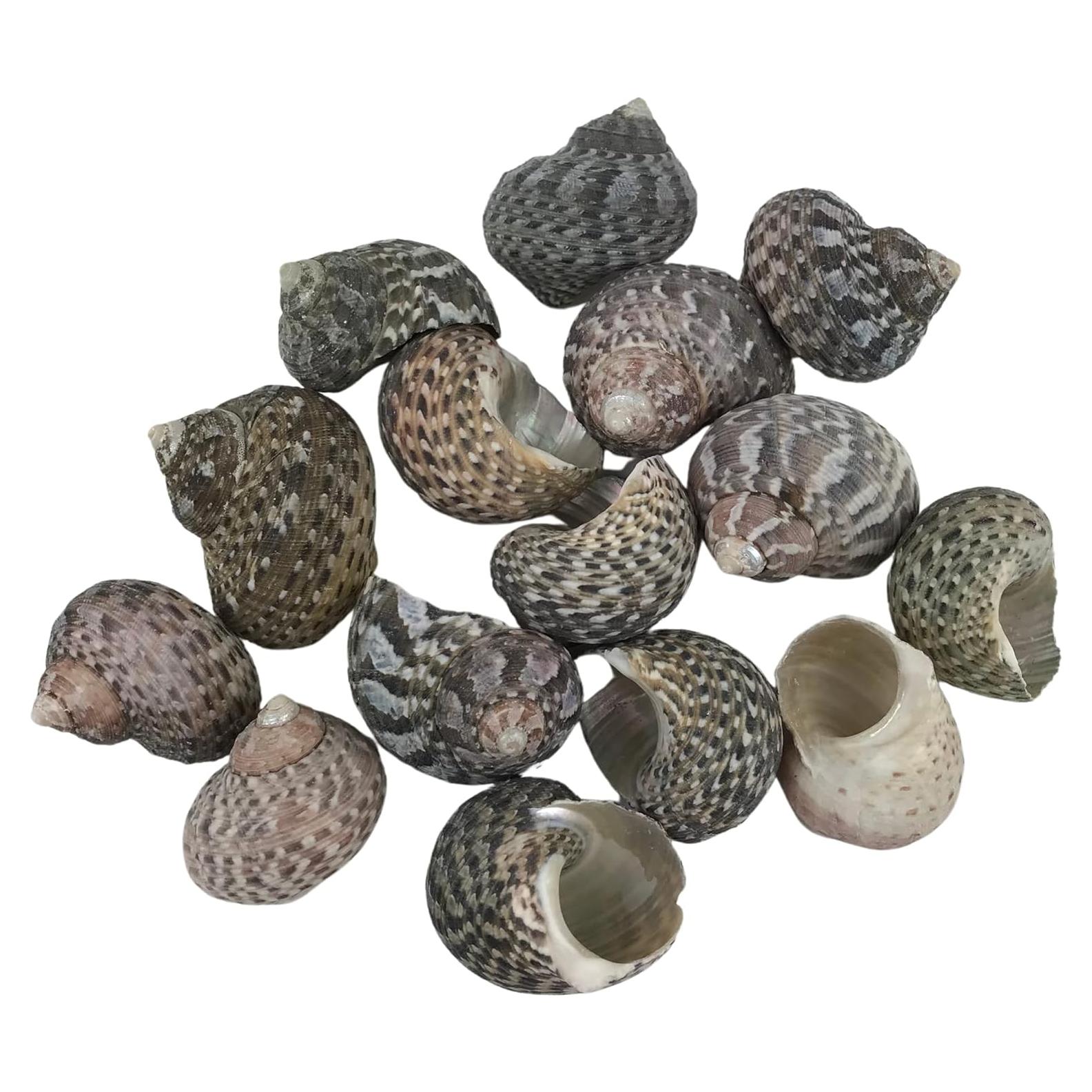 Conchas de Mar MMvolesy Verde 15 Piezas 2.5-3.8 cm