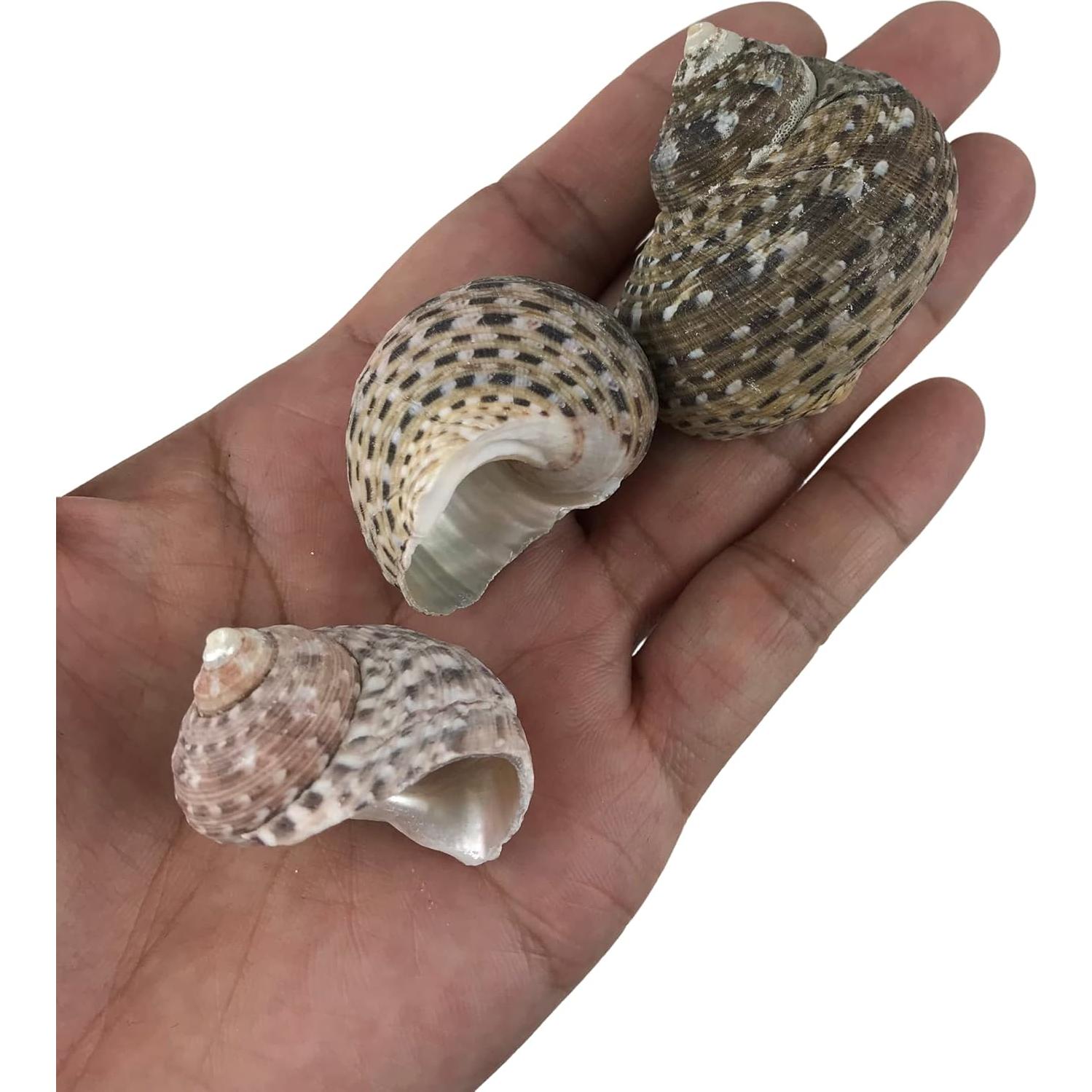 Conchas de Mar MMvolesy Verde 15 Piezas 2.5-3.8 cm