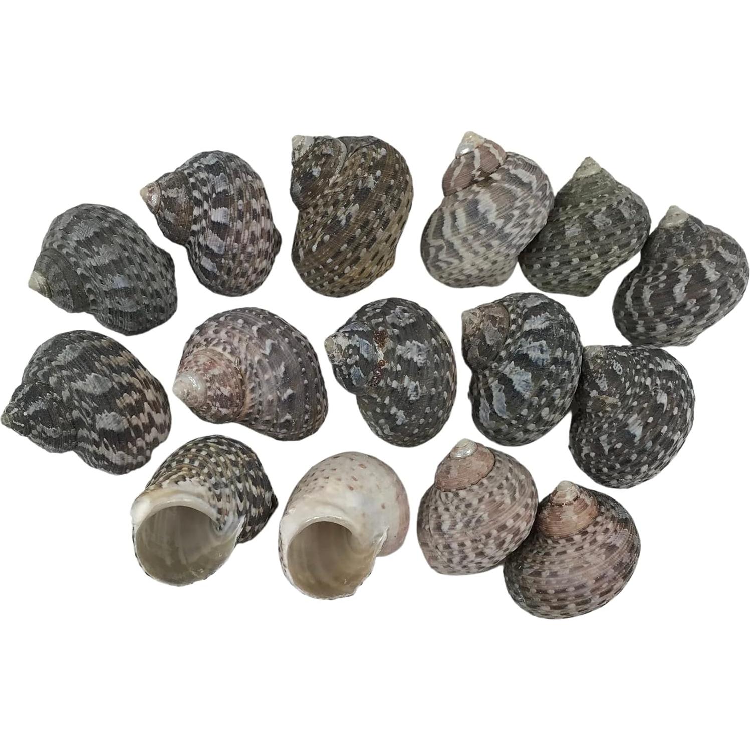 Conchas de Mar MMvolesy Verde 15 Piezas 2.5-3.8 cm