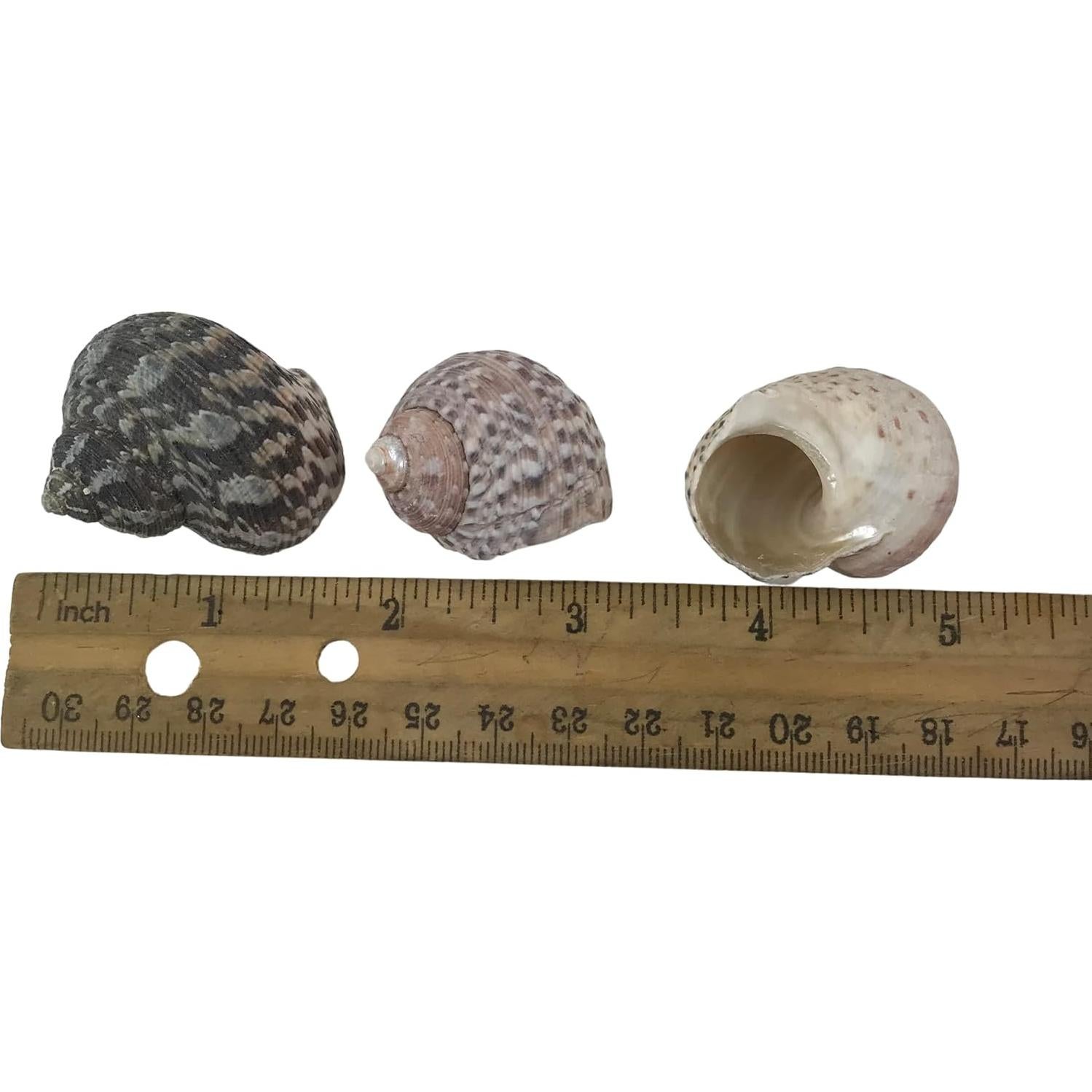 Conchas de Mar MMvolesy Verde 15 Piezas 2.5-3.8 cm