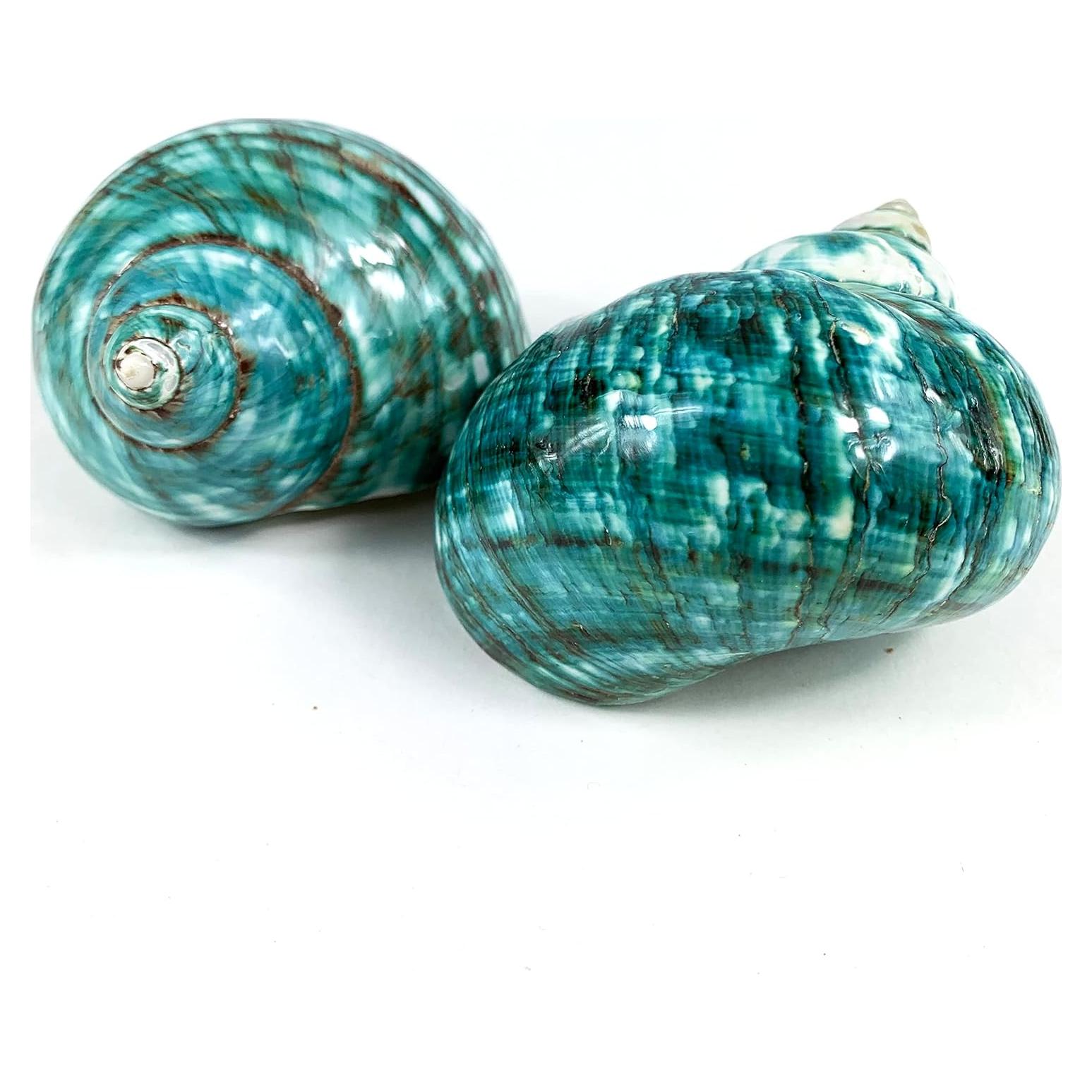 Conchas Turbo Naturales Heyiwell 2PC Verde Jade 6.35-8.89cm