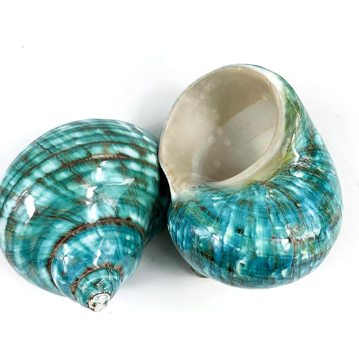 Conchas Turbo Naturales Heyiwell 2PC Verde Jade 6.35-8.89cm